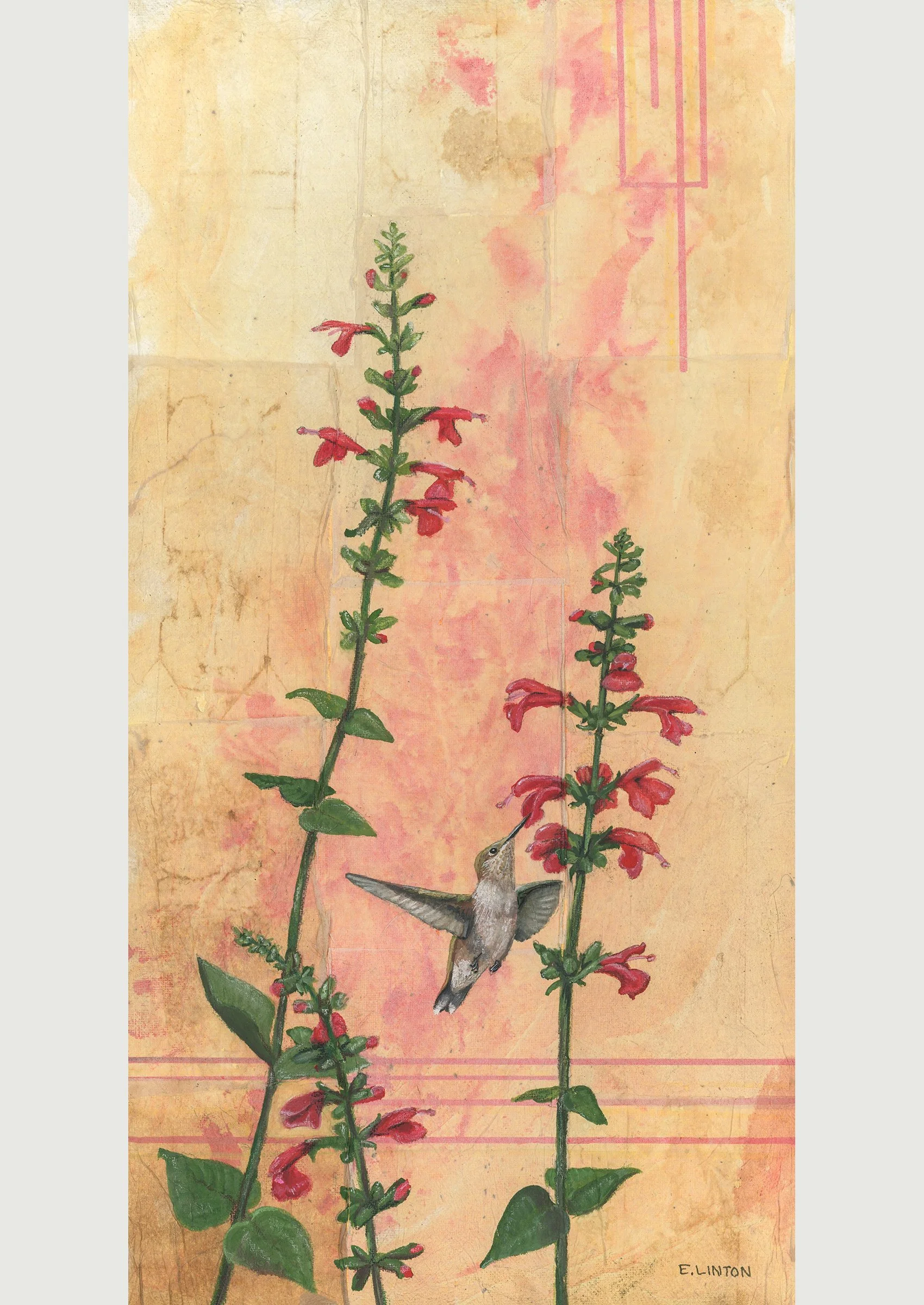 Black-chinned Hummingbird