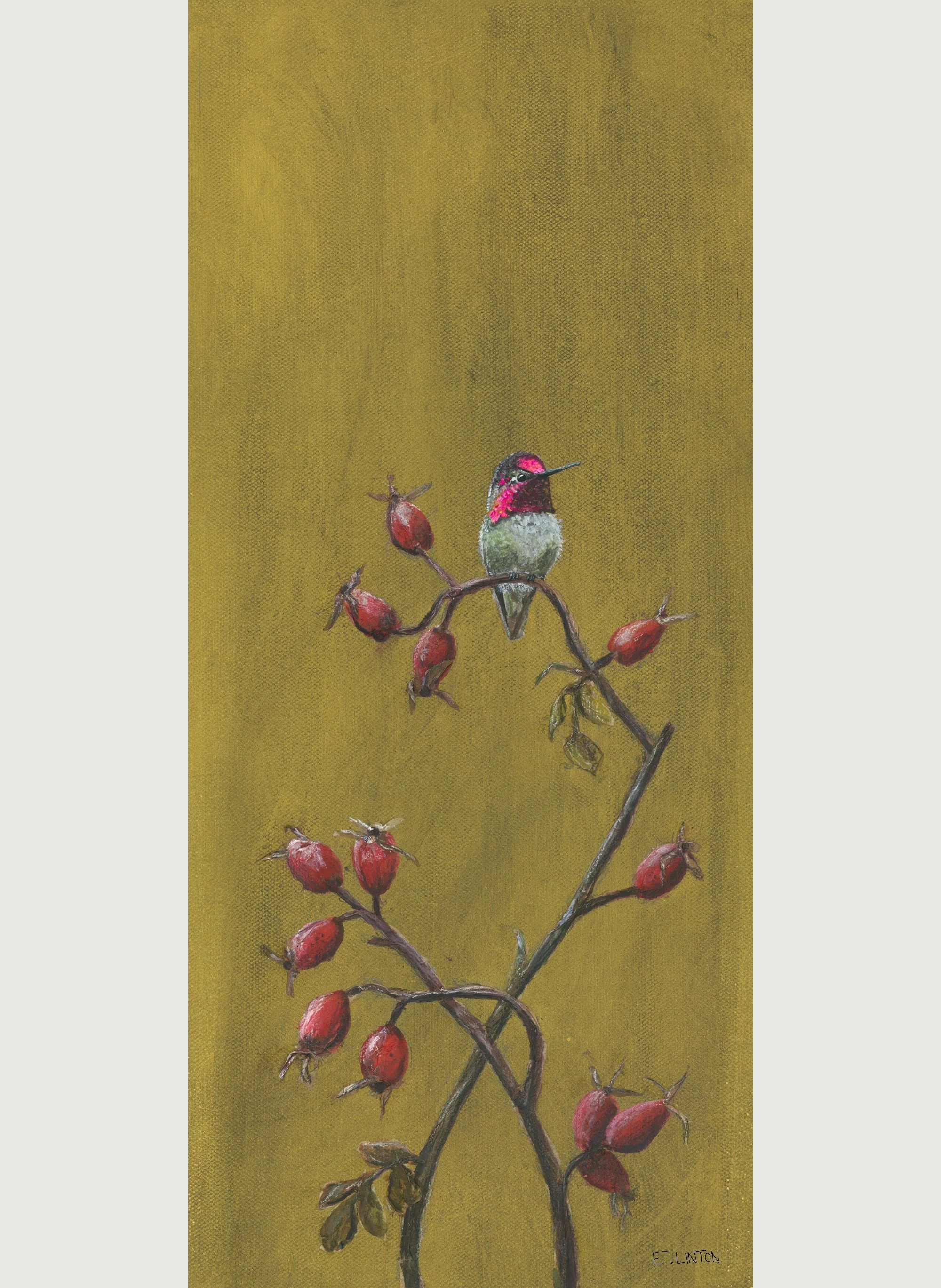 Anna's Hummingbird