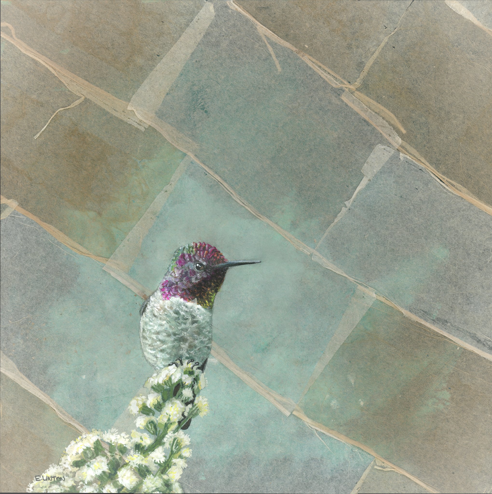 Anna's HB Male PRT.jpg