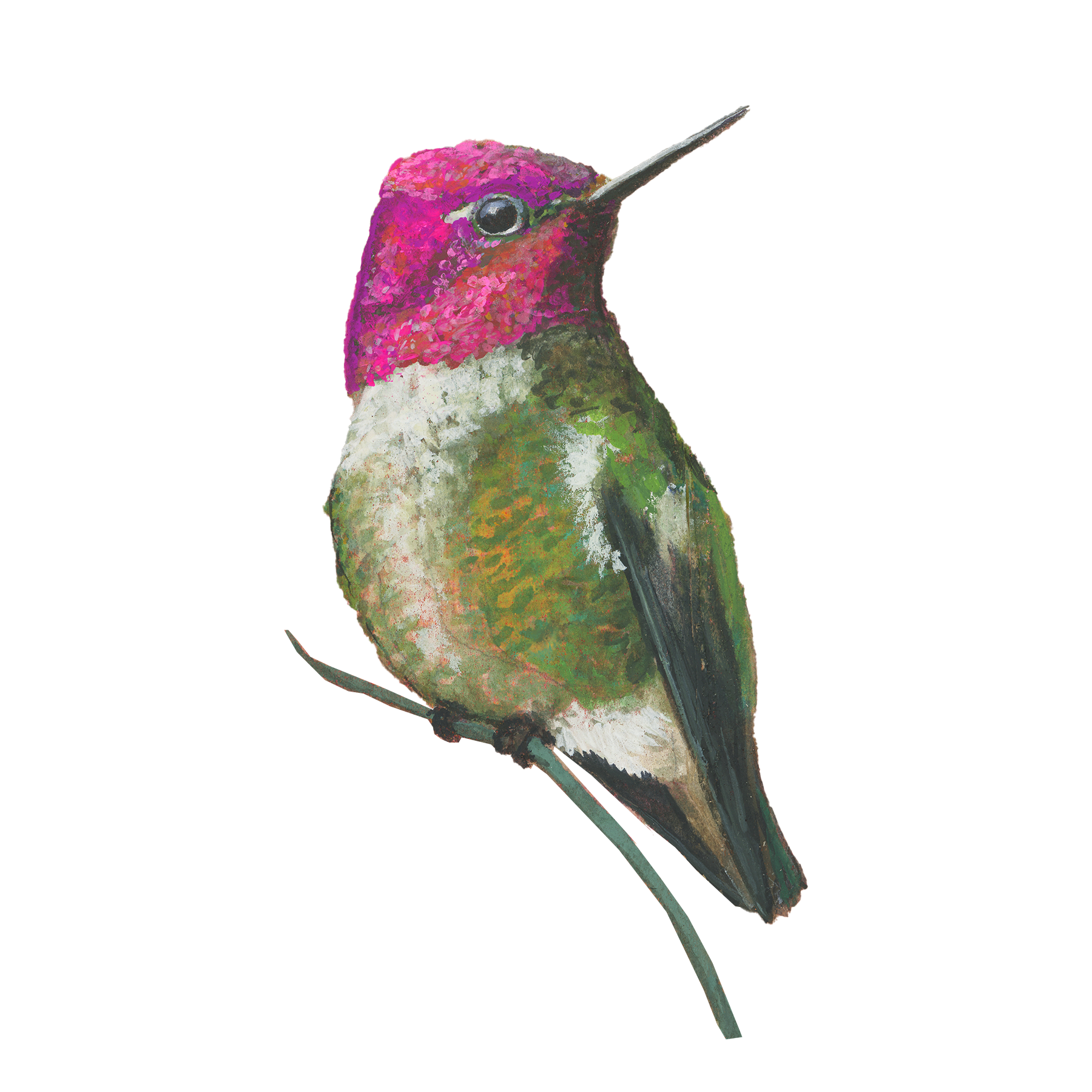 Anna's Hummingbird.png