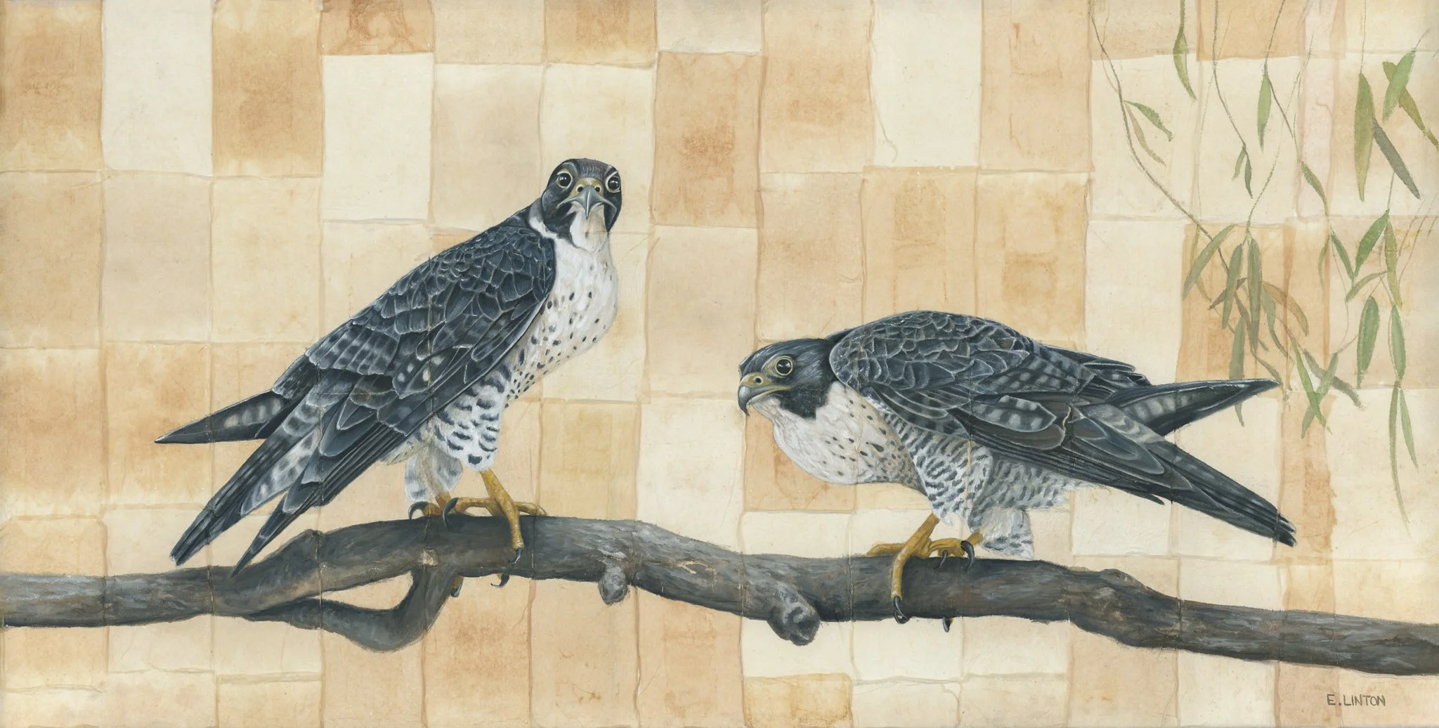 Peregrine Falcons PRT.jpg