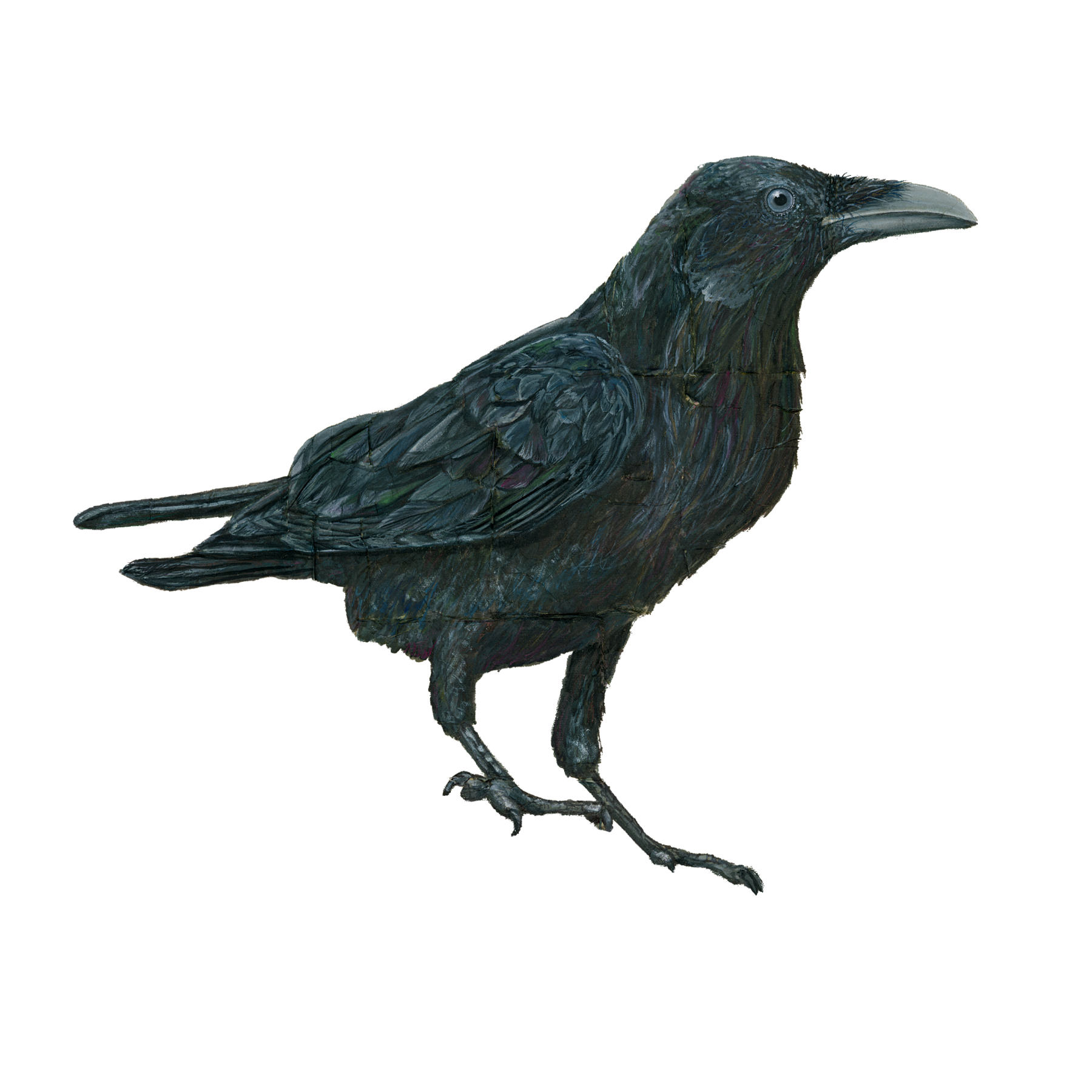 rAVEN.png