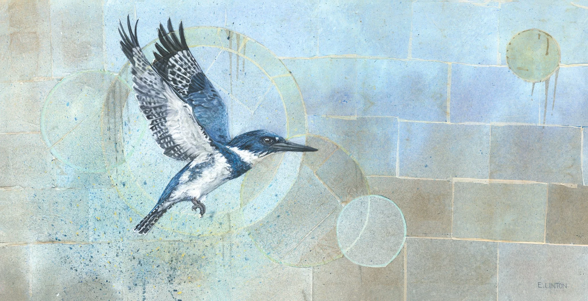 Belted Kingfisher in Flight PRT.jpg