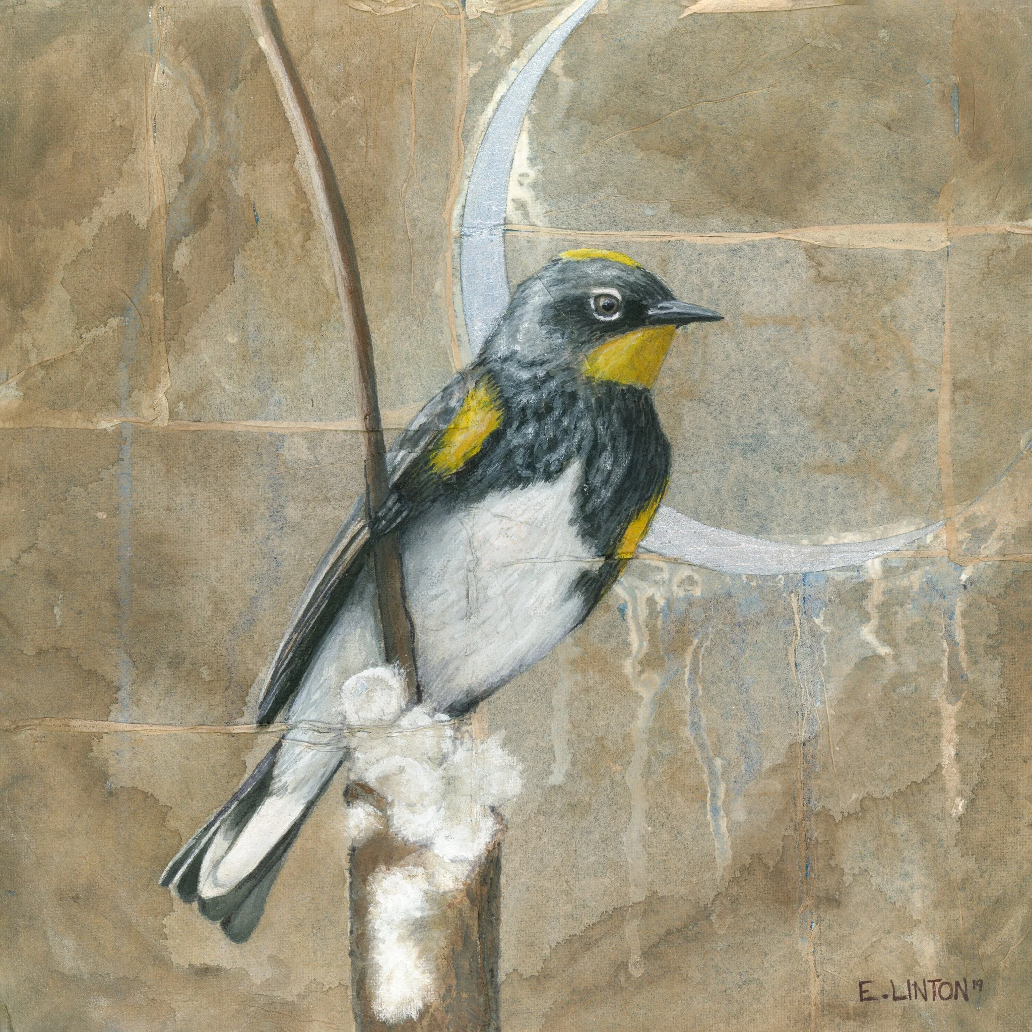 Yellow-rumped Warbler PRT.jpg