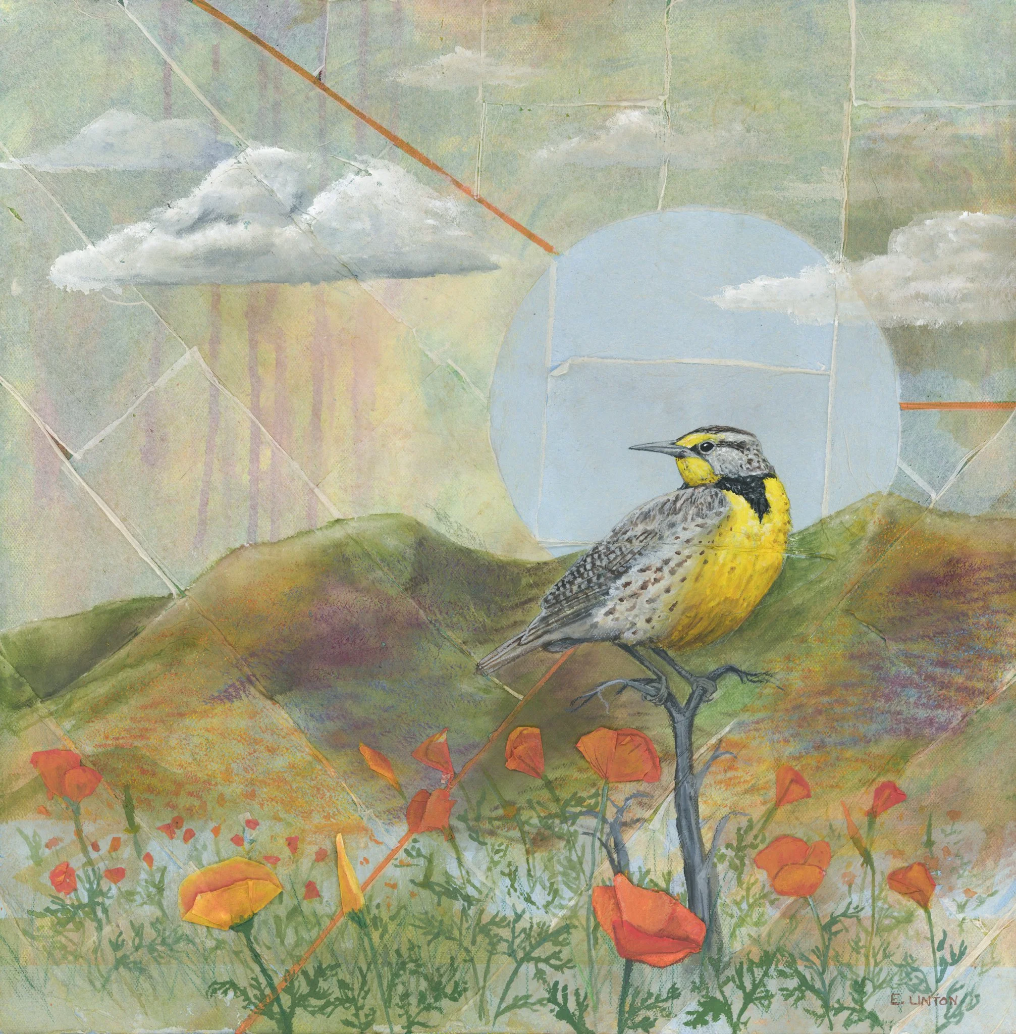 Western Meadowlark SQ PRT.jpg