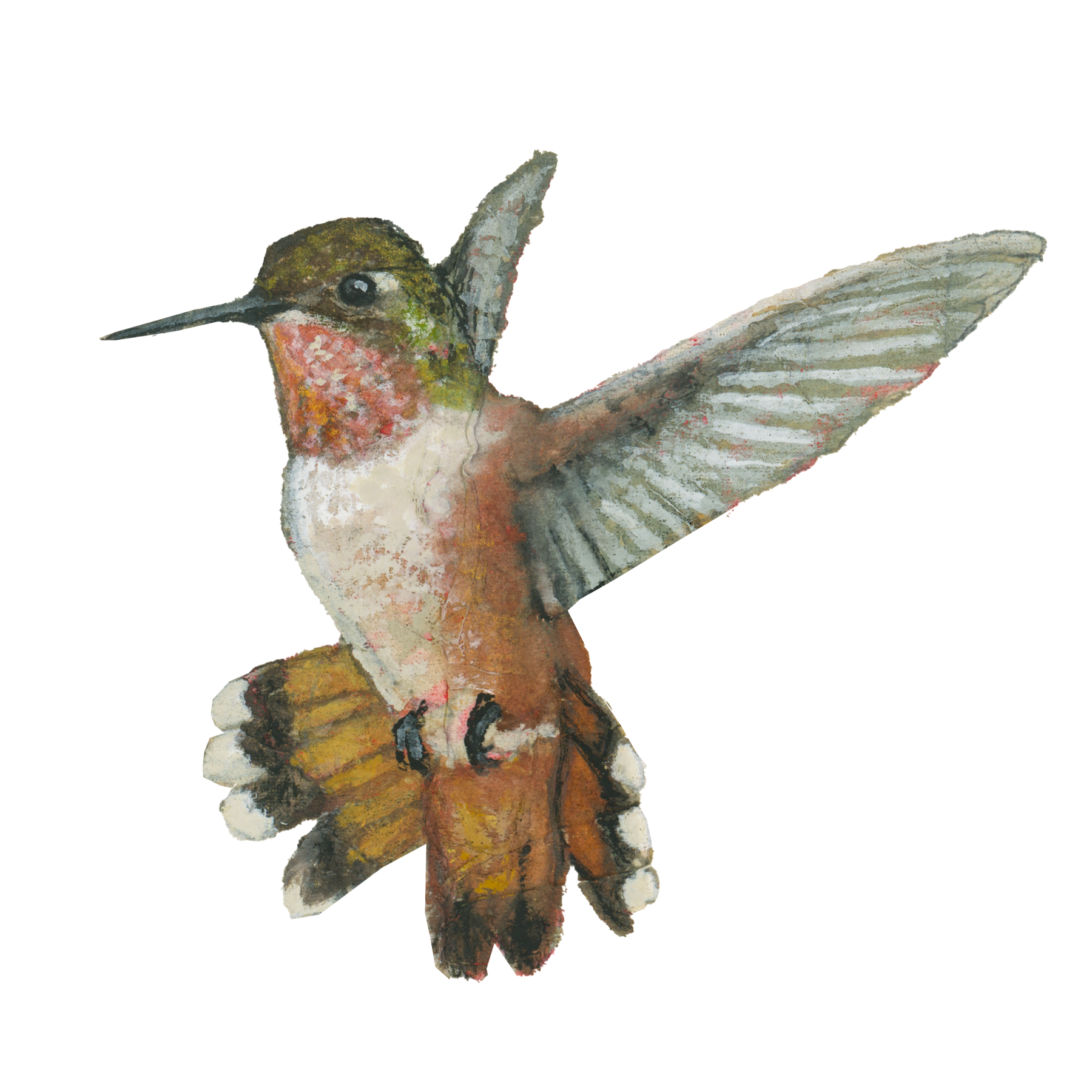 Rufous Hummingbird.png