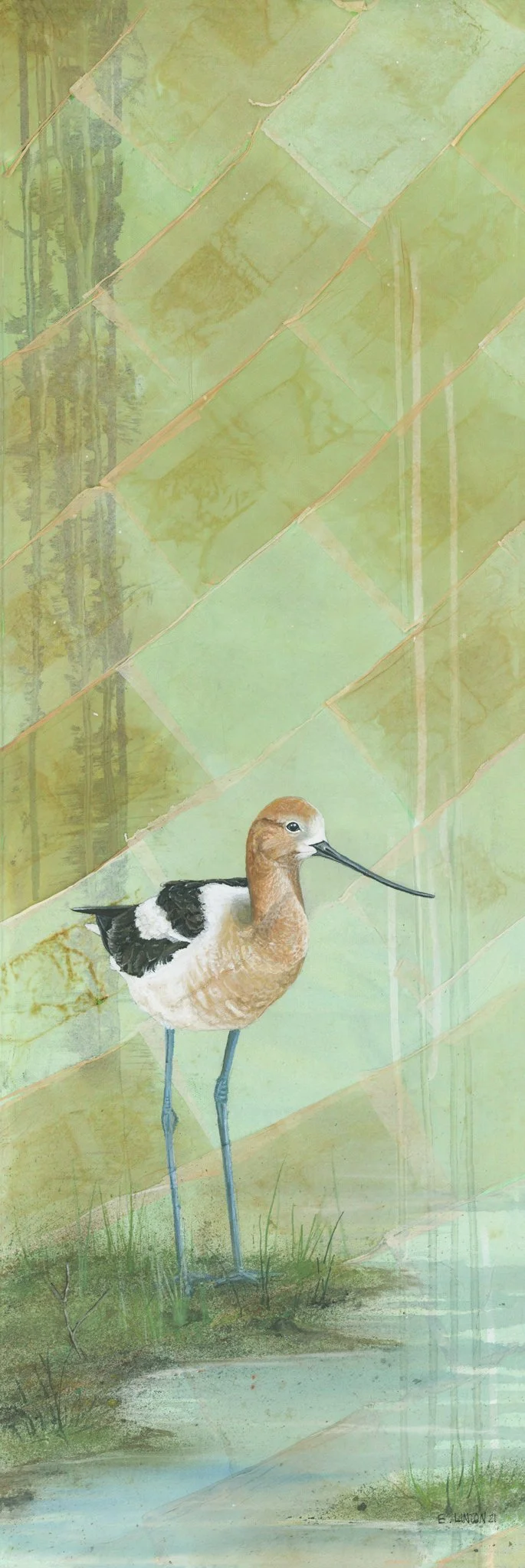 American Avocet PRT.jpg
