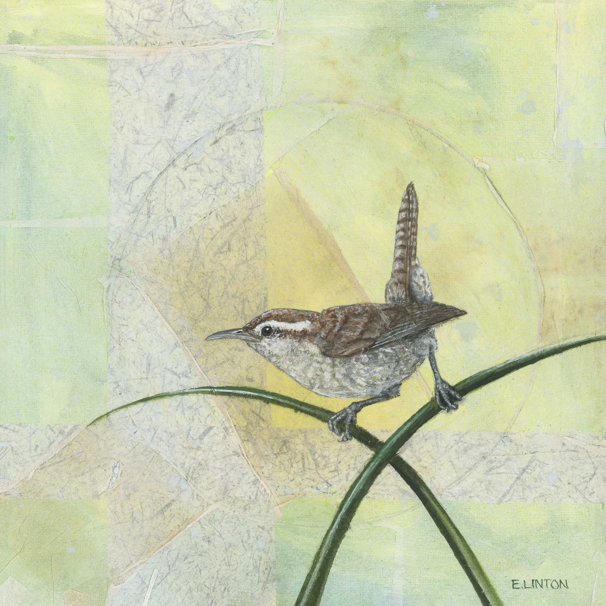 Bewick's Wren Square PRT.jpg