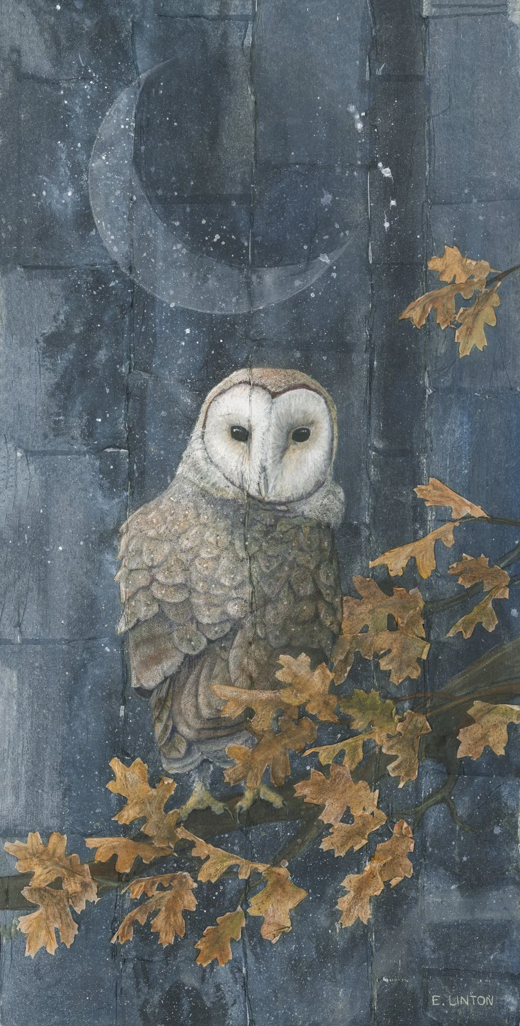 Barn Owl on Oak PRT.jpg