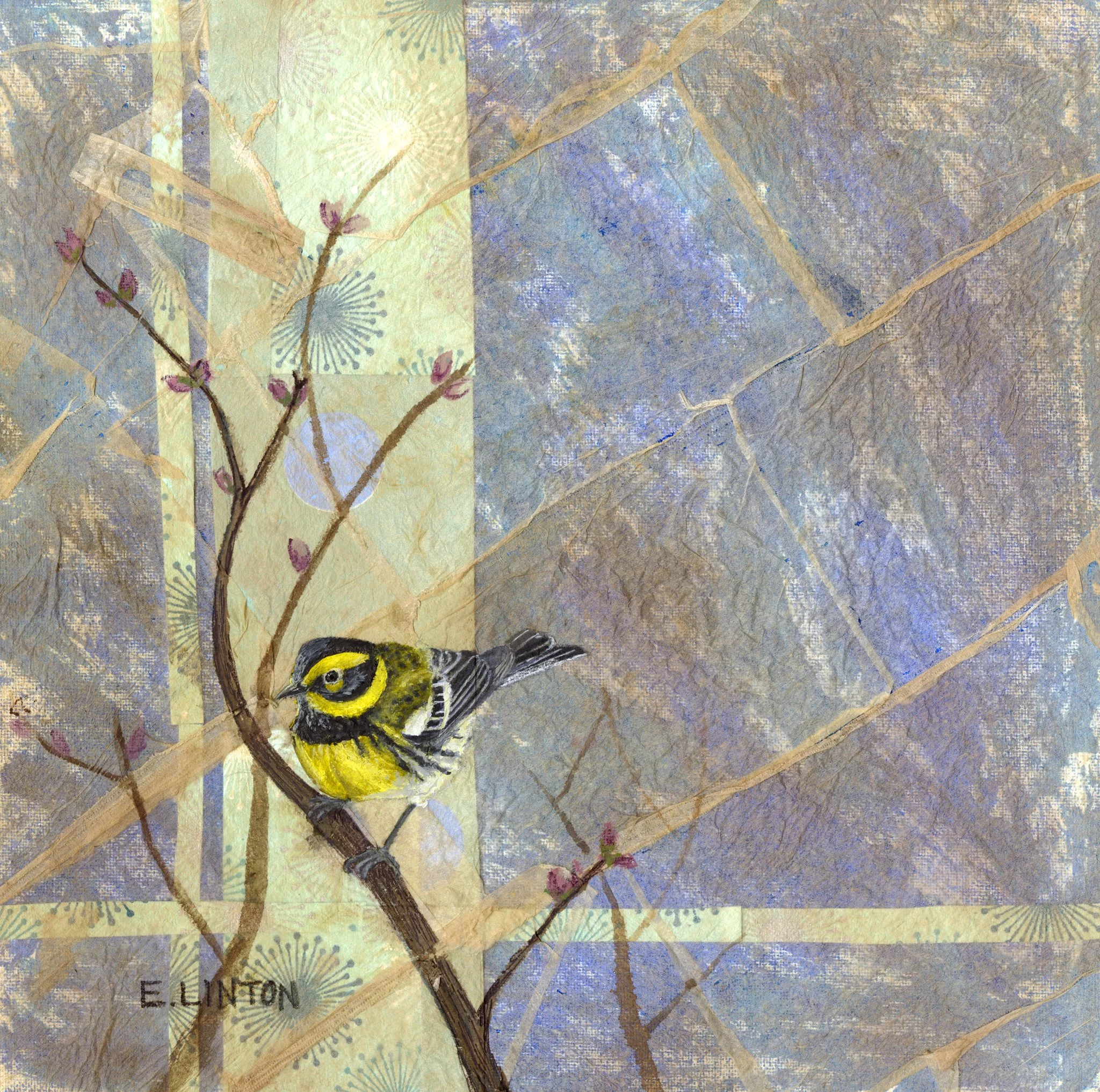 Townsends Warbler PRT.jpg