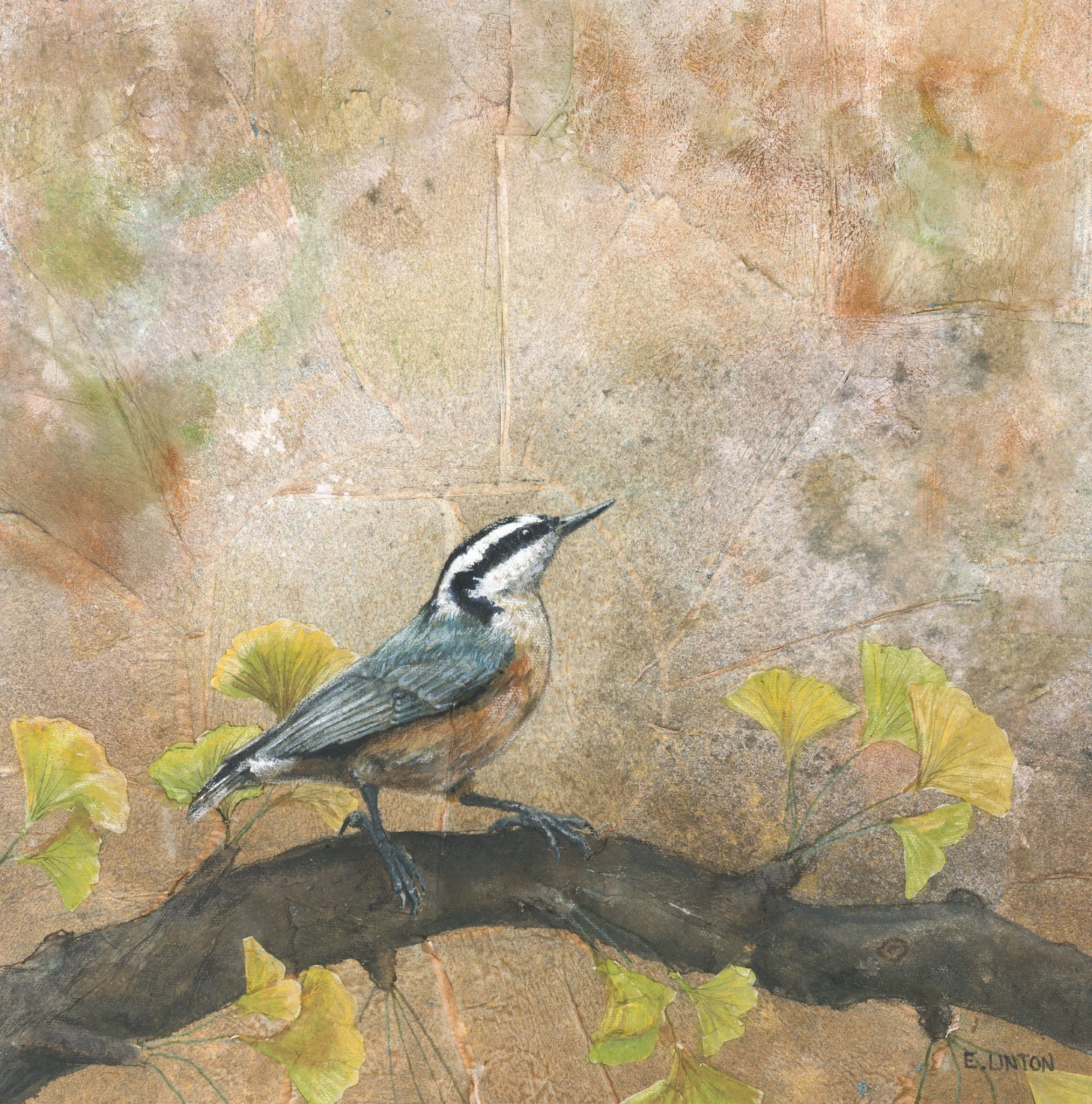 Red-breasted Nuthatch PRT.jpg