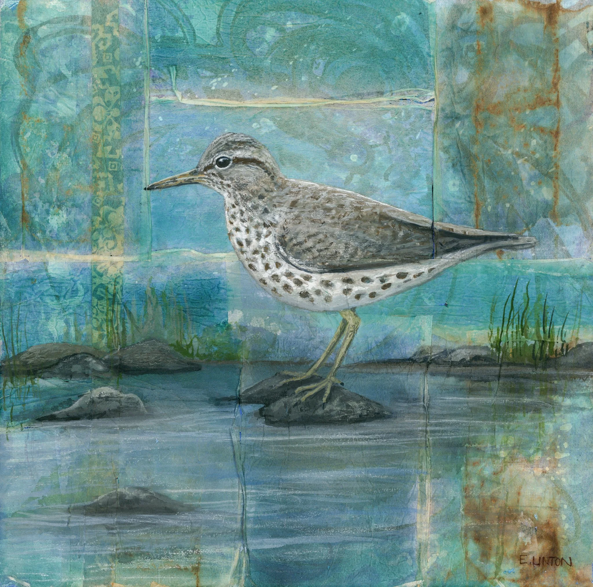 Spotted Sandpiper PRT.jpg