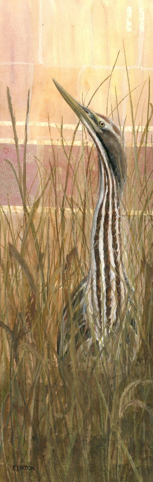 American Bittern PRT.jpg