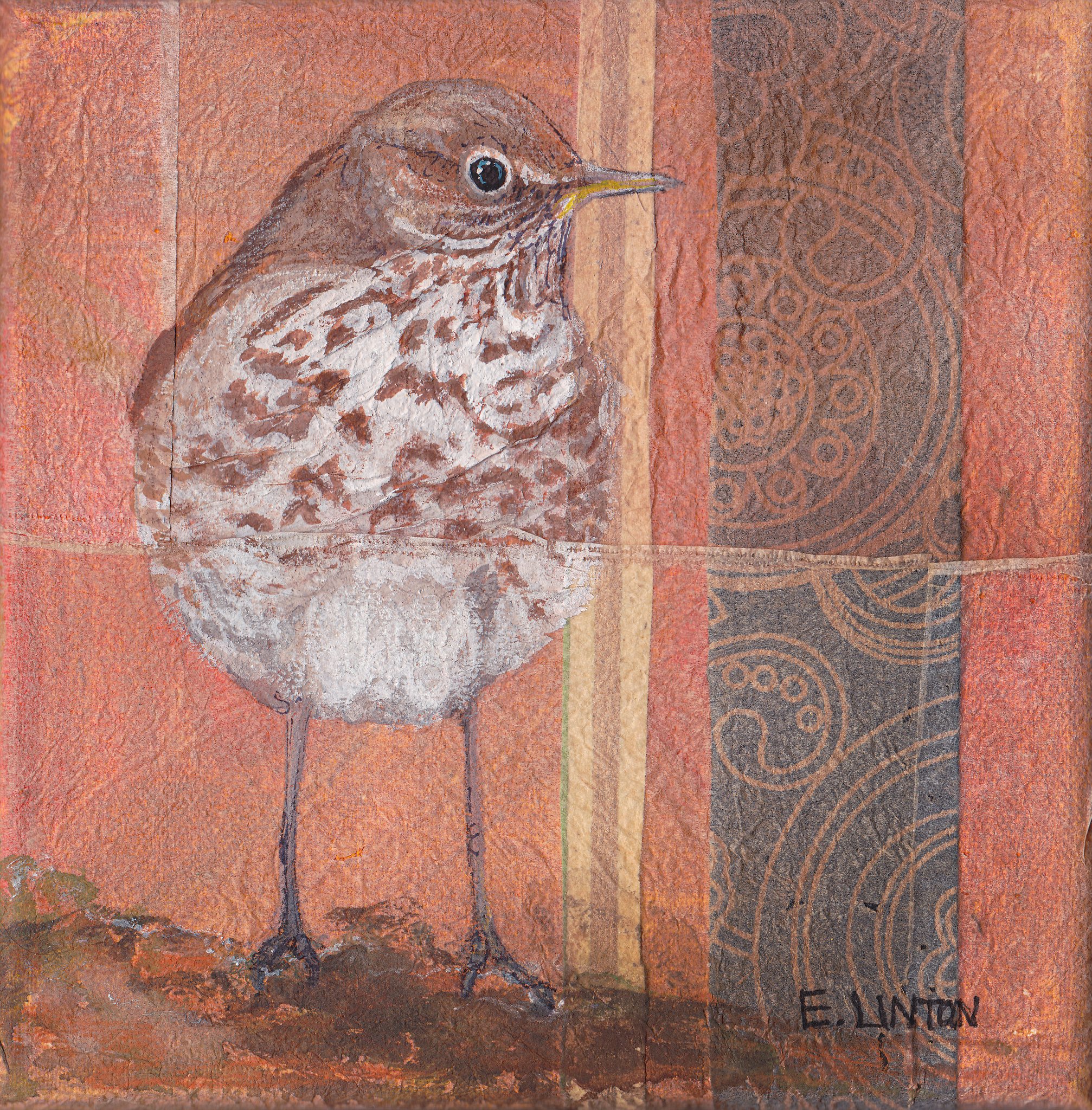 Hermit Thrush PRT.jpg