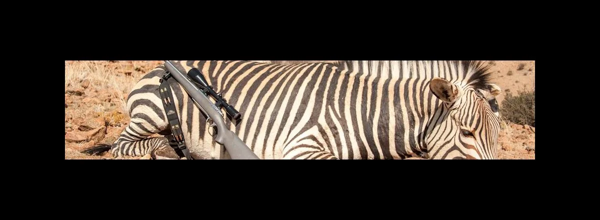 cropped_2015_zebra.jpg