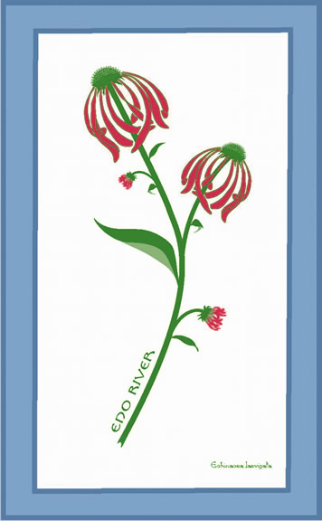 2005ss_coneflower.jpg