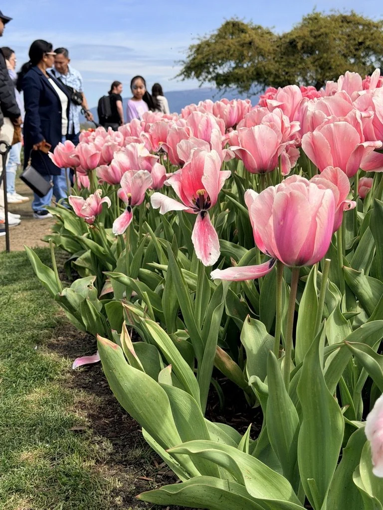 10D46003-8042-407D-A6E3-A893B28CDD4E_1_105_c.jpeg (Copy)