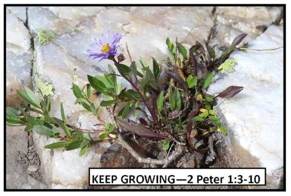 Keep Growing title.jpg