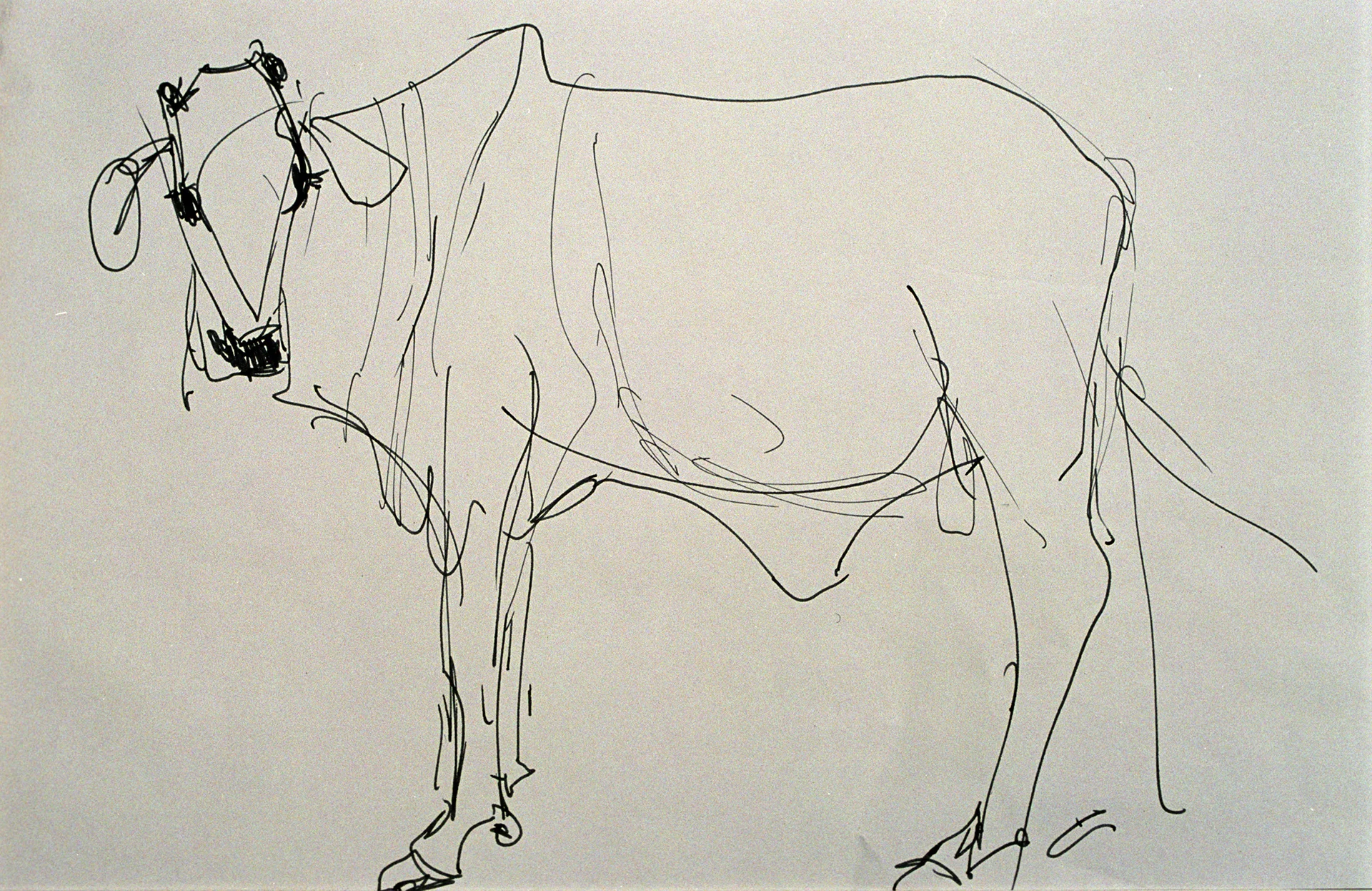 Web_5.107 aquarell kuh ganz.jpg