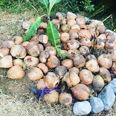 Baby Banana Circle Install at Tribal Village, Atitlán, Guatemala