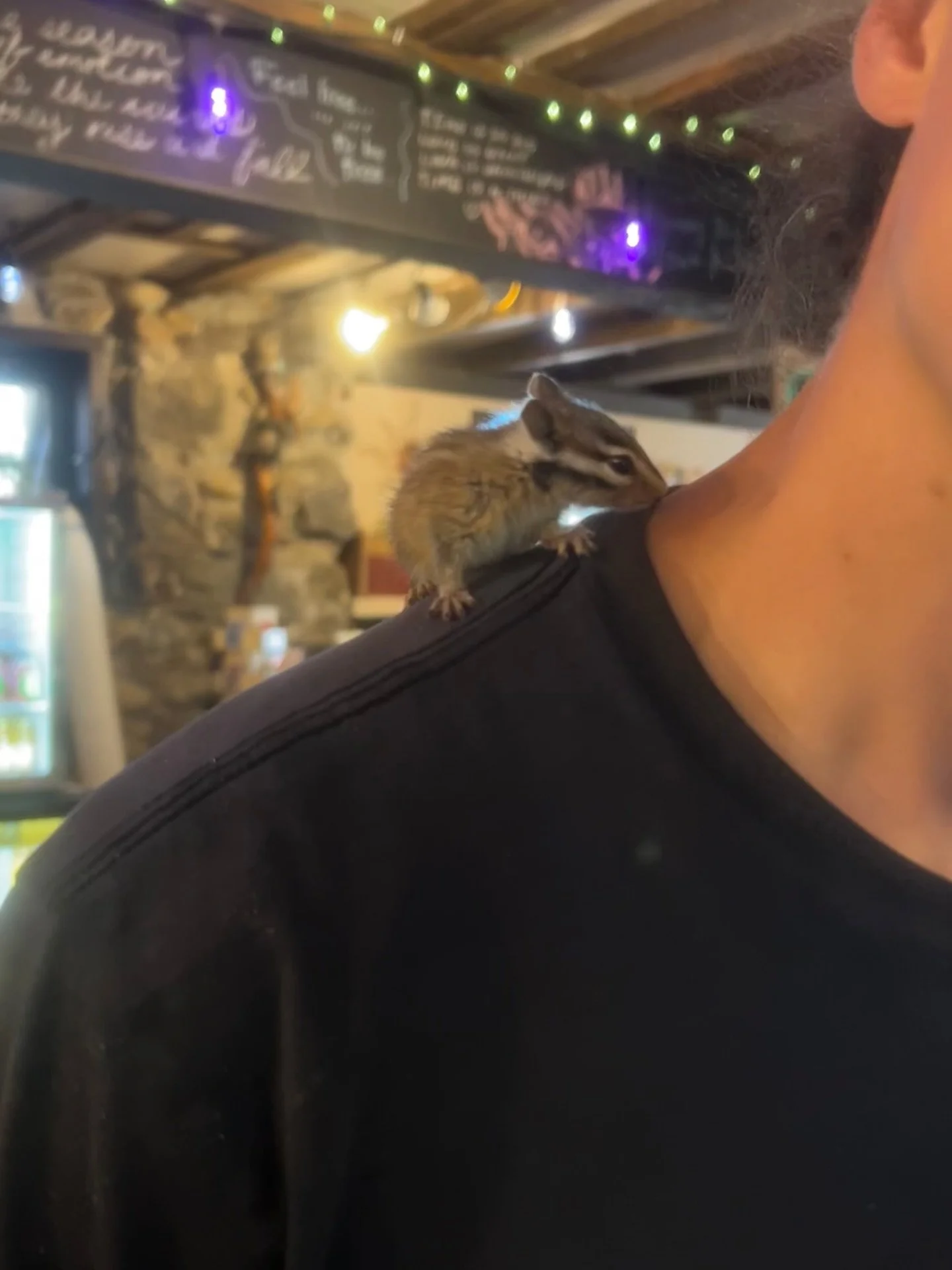 Not so sure this counts as a dog but he did get a pup cup so therefore he&rsquo;s a dawg🐶
Round 3 of the Dawgs of Dark Horse! Thank you for bringing your babies we love to see them and #weloveyou! 

#darkhorse #darkhorsetruckee #weloveyou #coffee #c