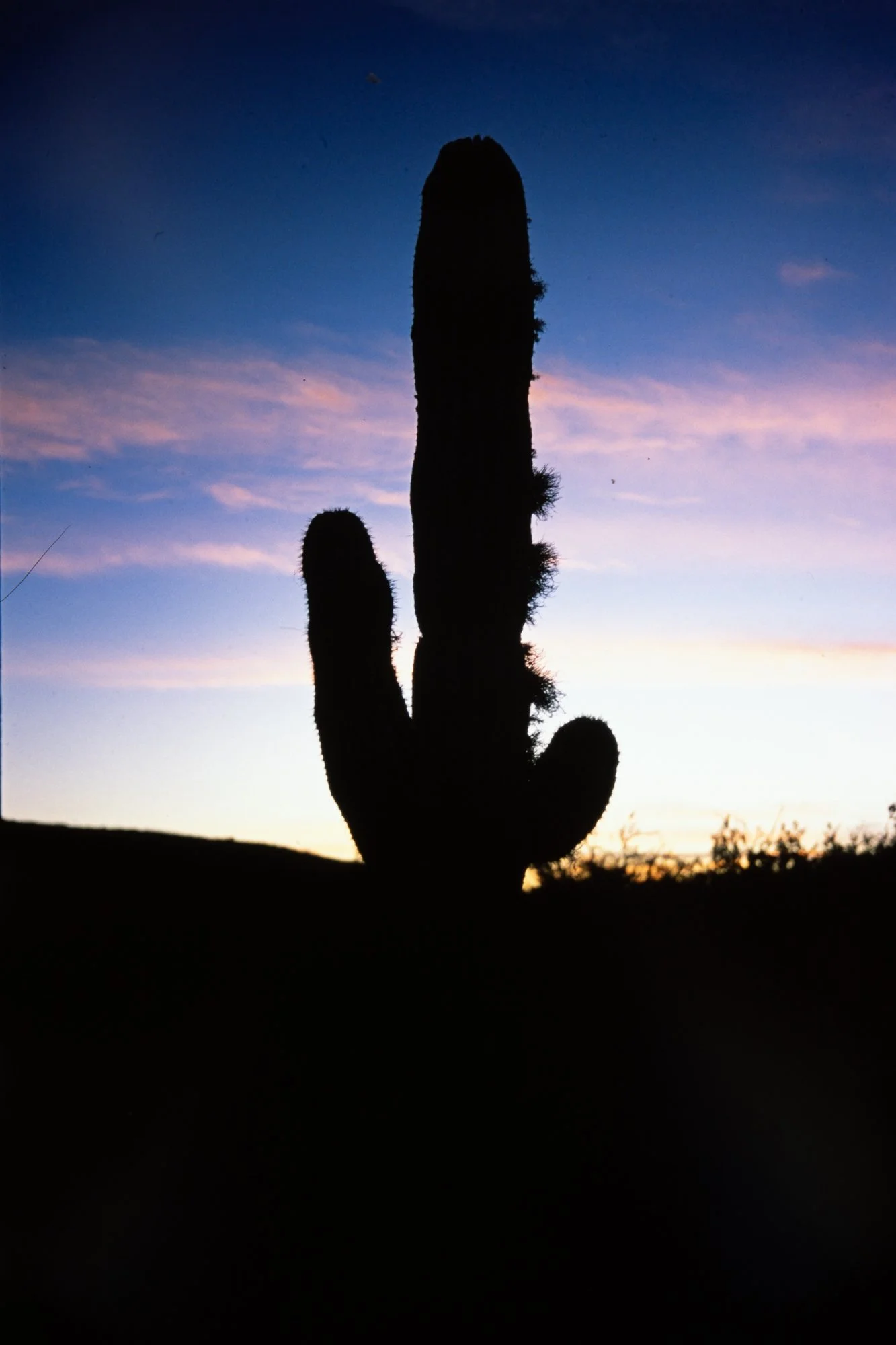 cactus.jpg