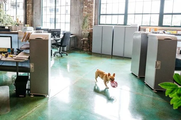 Here, the pet dog of one of our business owner customers roams contentedly with a play toy across the acid-stained concrete floor we installed in their office space. Not a worry in the world…