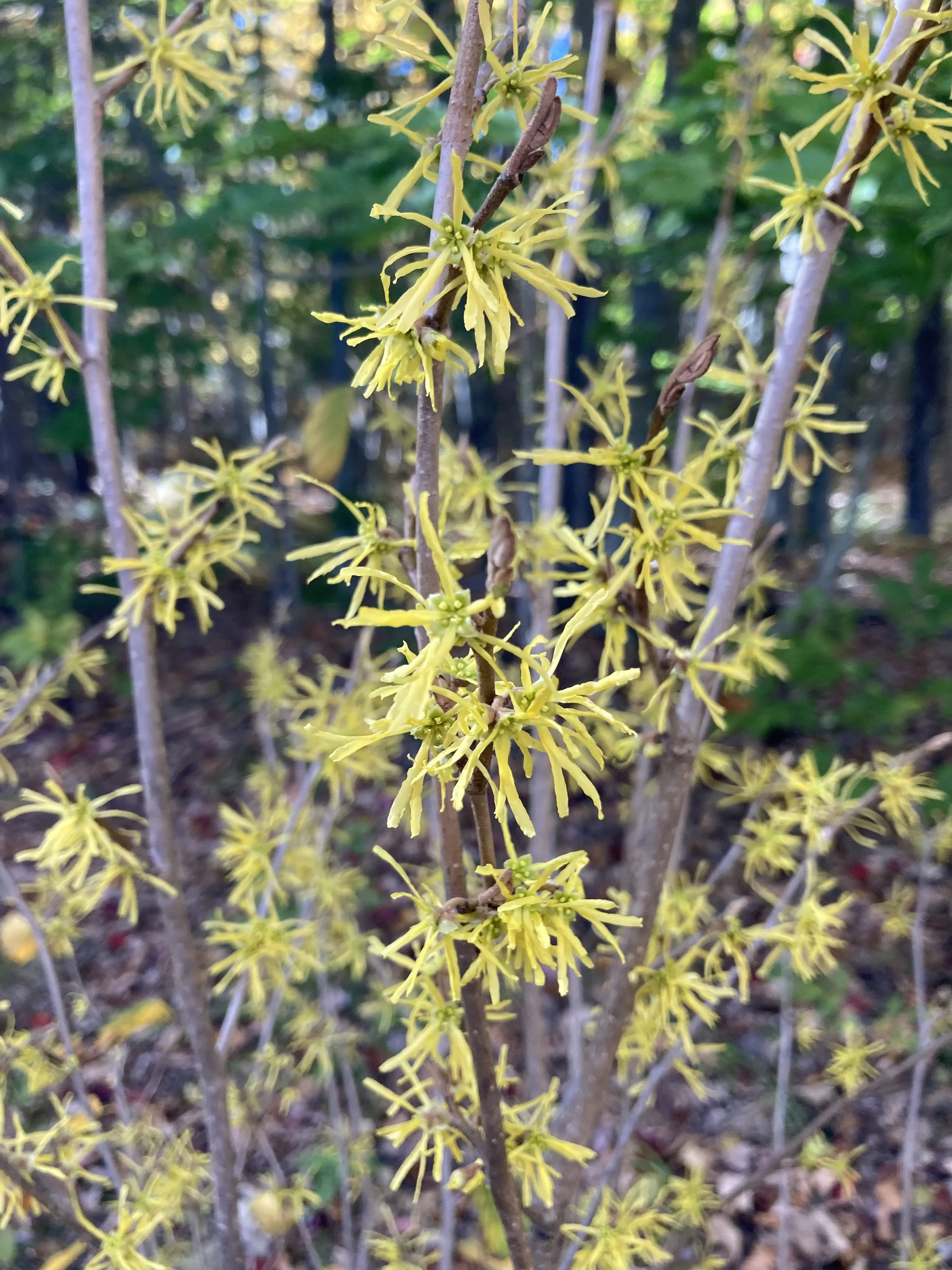 Habitat Gardening Presentation with Kelly Corbin @ Falmouth Memorial Library