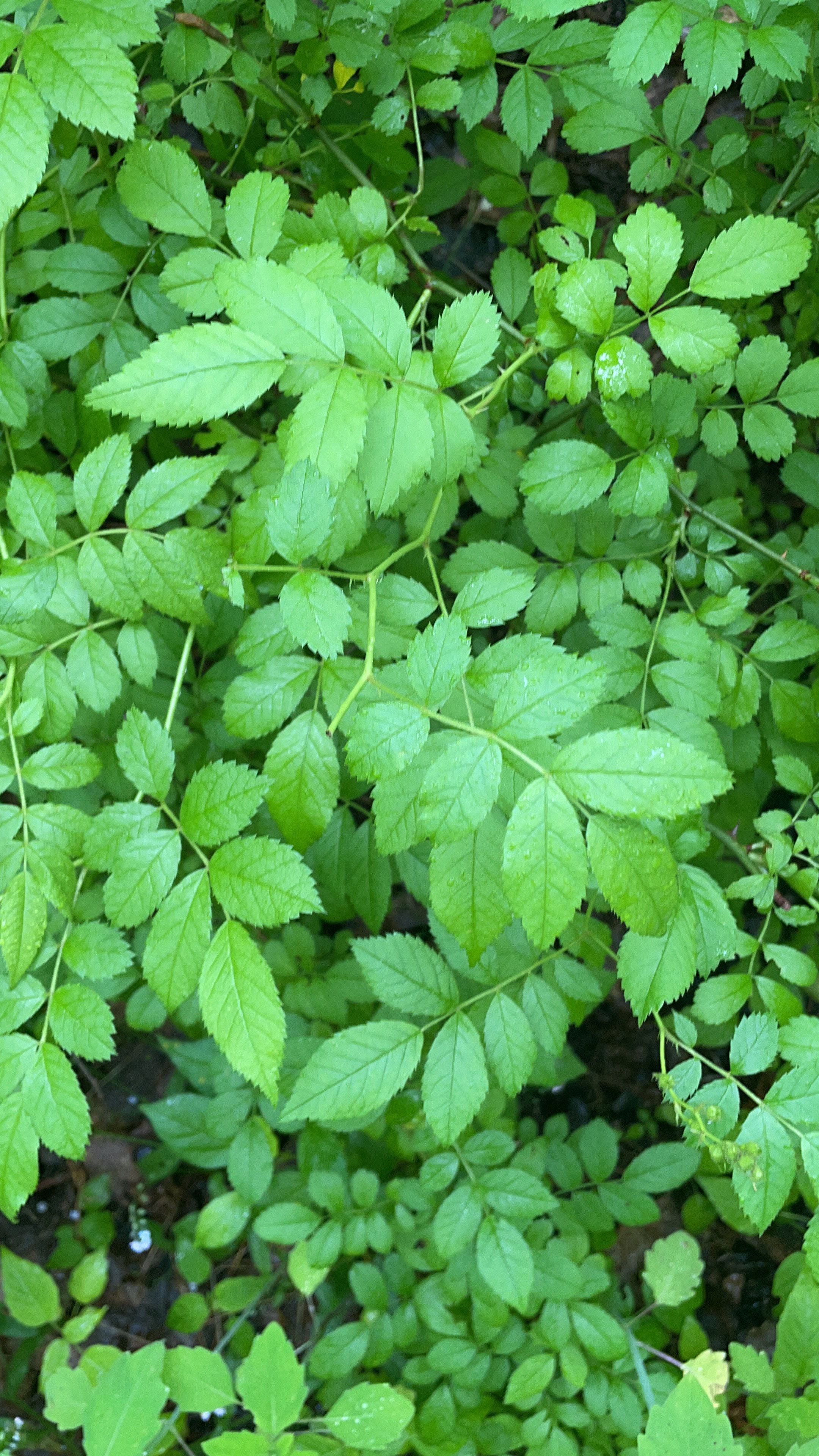 Multiflora Rose