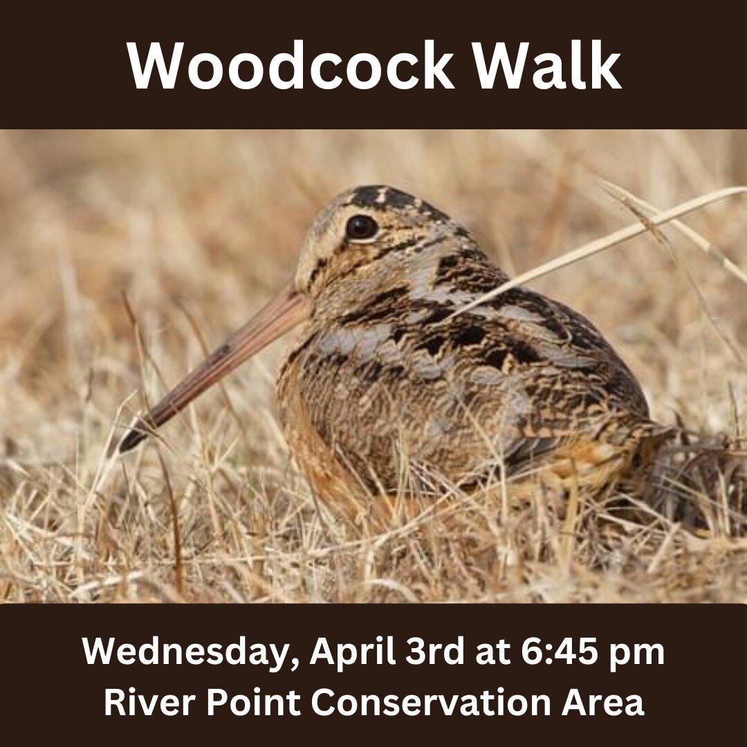 Join FLT staff and FHS birder, Ian, to watch the fun dance of the timberdoodle next Wednesday at River Point Conservation Area! We&rsquo;ll meet shortly before dusk for a short walk into the fields at River Point to watch these birds perform their co