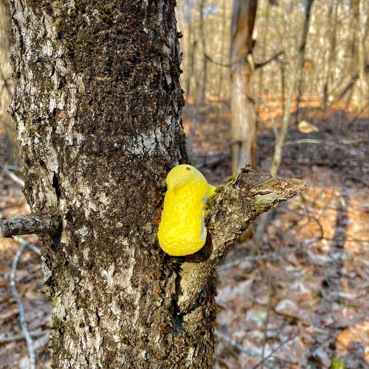 Rare bird alert! 

A species never before seen in the Falmouth woods was spotted today... a rare, &ldquo;flightless yellowpeep!&rdquo;

Check the comments to learn another name for this bird!

#falmouthmaine 

Image description: a yellow marshmallow 
