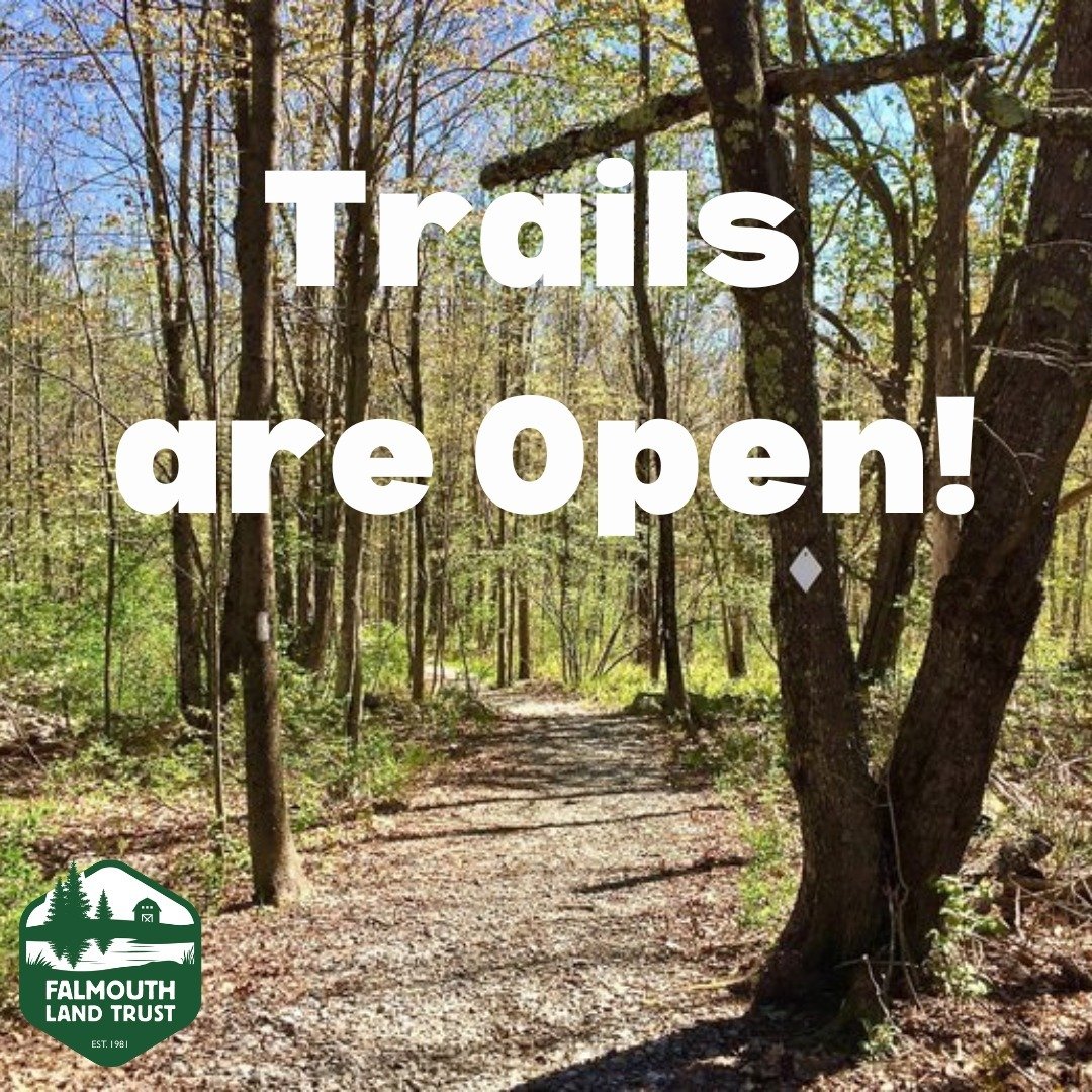 Some good news on this sunny Earth Day: Falmouth trails are back open! Record-setting rain events in January, followed by damaging snow and wind events, have been hard on the trails. Trail users are likely to find branches, sticks, and other debris a
