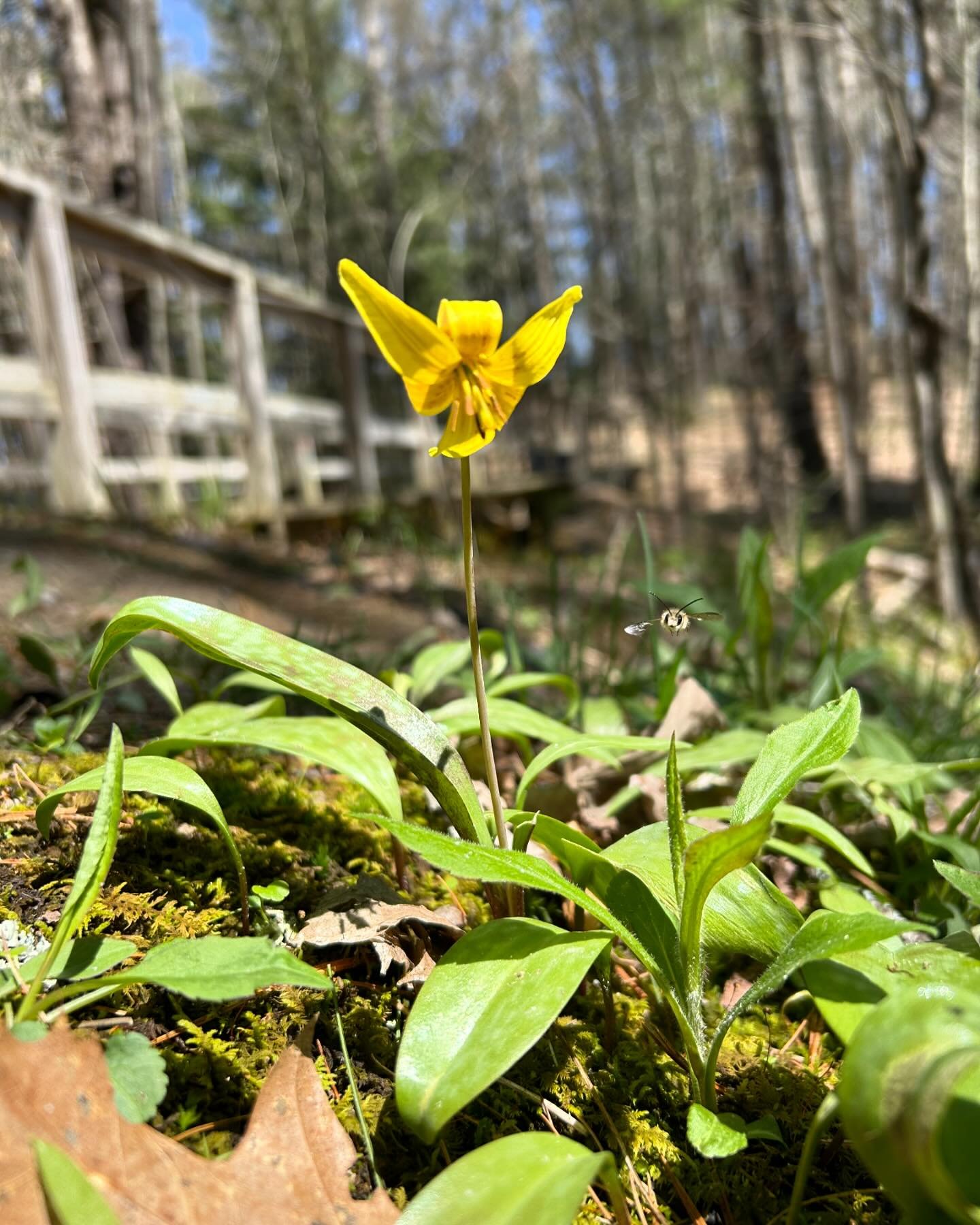 It&rsquo;s so nice to see some color returning to the landscape! These spring ephemerals are early-rising wildflowers that bloom for a few short weeks in the forest each spring. Head out for a hike soon to see them before they return to a dormant sta