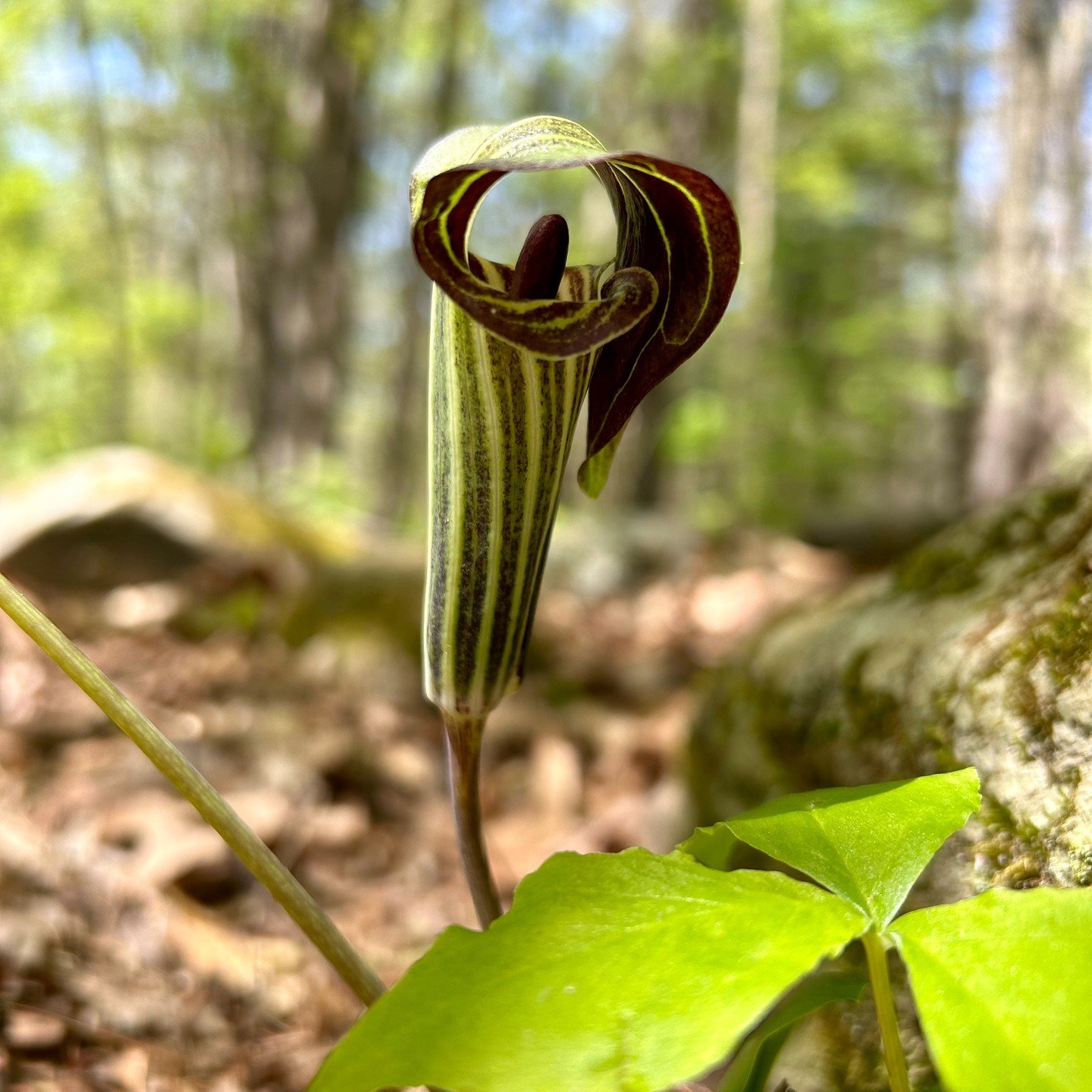 Spring wildflowers continue to bloom! Jack-in-the-Pulpit (photo one) and starflower (photo two) can both be found in shaded deciduous forests in Maine. Keep your eye peeled though; Jack-in-the-pulpit is especially good at staying camouflaged along th