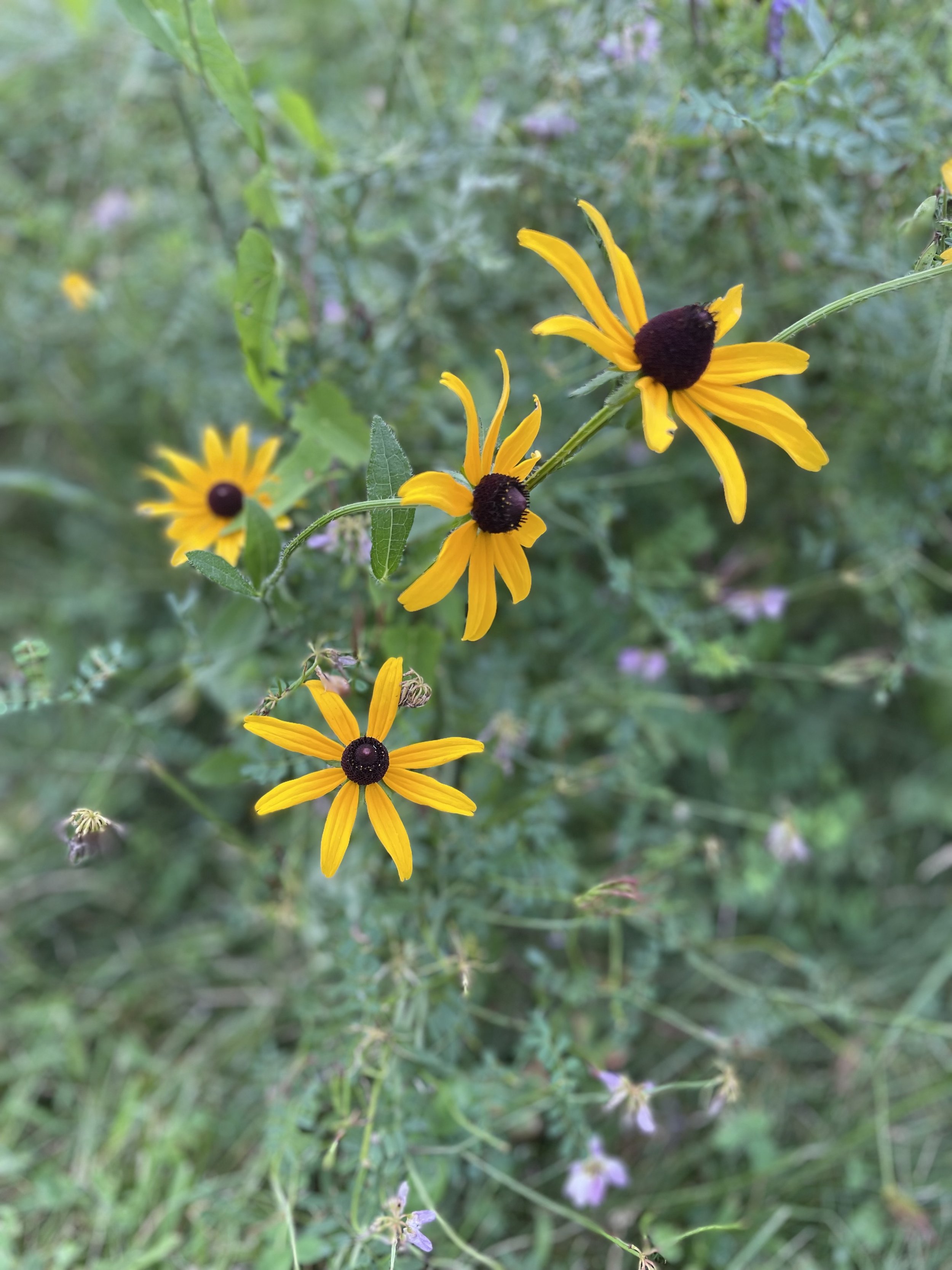 Friday Walk Series with Falmouth Memorial Library @ Community Park