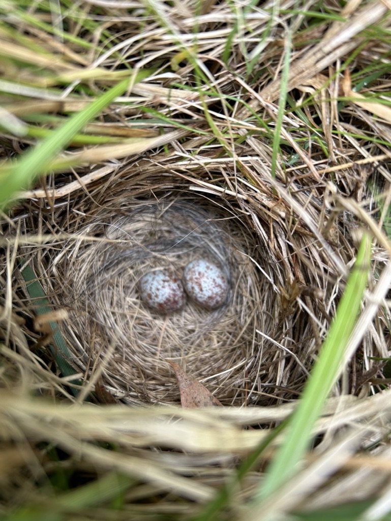 Friday Walk Series with Falmouth Memorial Library @ Falmouth Nature Preserve