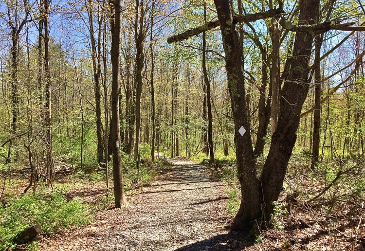 Friday Walk Series with Falmouth Memorial Library @ Blackstrap Hill Preserve