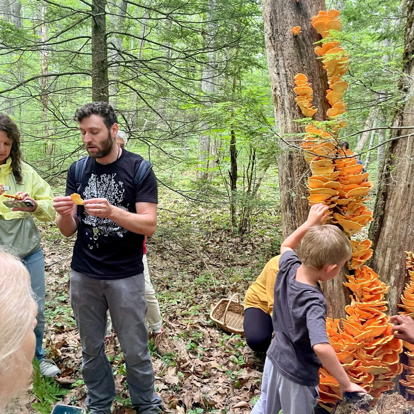 Our mushroom ID walk with @northsporemushrooms last Saturday featured this incredible sight - tons of chicken of the woods mushrooms! 

Chicken of the woods mushrooms are bright orange/yellow and grow like shelves on trees. They have a mild chicken f
