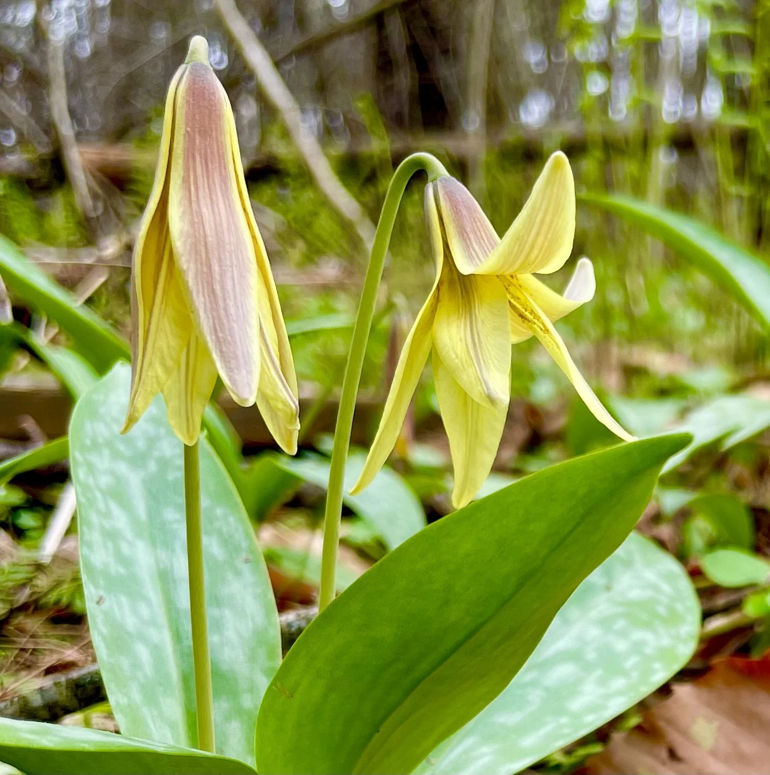 Nature Journaling Walk and Workshop (location TBD)