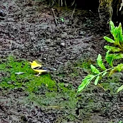 It&rsquo;s dry out there, folks. This goldfinch alighted on what is usually a year-round brook at FLT&rsquo;s Morrill Stillings Bird Sanctuary only to find some damp mud. The U.S. Drought Monitor currently lists all of coastal Maine as being in a &ld