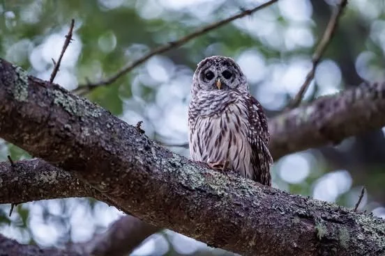 🎵 Whooooooo are you? Who, who, who, who? 🎵 

Using this song from The Who to introduce this beautiful barred owl that was spotted at Falmouth Nature Preserve! 

Did you know that barred owls don't migrate and don't tend to travel very far in genera