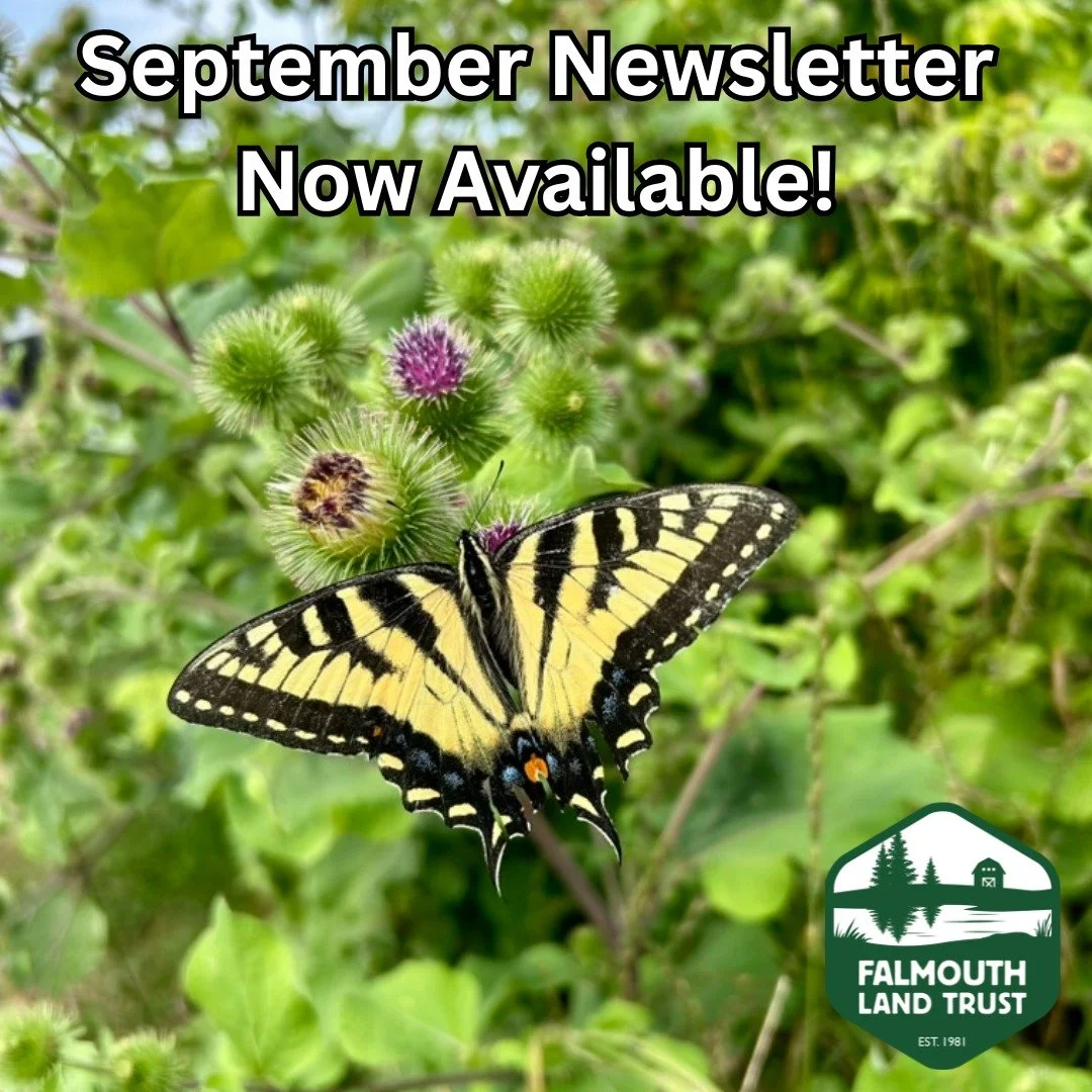 Our September newsletter is full of fun updates and upcoming events! Follow the link below to learn more about Trail Fest with @chebeaguecumblandtrust, a @maineoutdoorfilmfestival screening @umainegardens_tidewaterfarm, upcoming volunteer opportuniti