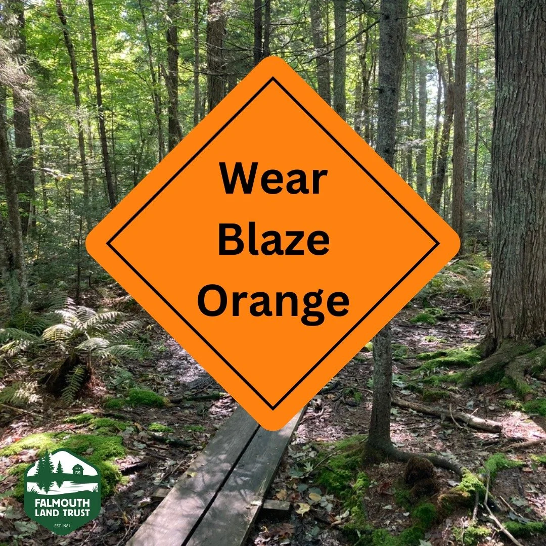 It's that time of year! Remember to wear a blaze orange hat, vest, or shirt to stay safe on the trails during hunting season. This goes for dogs too!

Hunting is allowed on five FLT properties - Blackstrap Hill Preserve, Carr Preserve, Morrill-Stilli