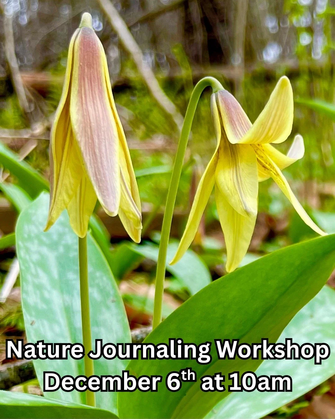 Join Maine Master Naturalists Anne Payson and Susan Gilpin for a nature journaling walk and workshop at FLT headquarters! Learn tips and tricks for recording what you see out in nature and practice it in your own journal. All materials will be provid