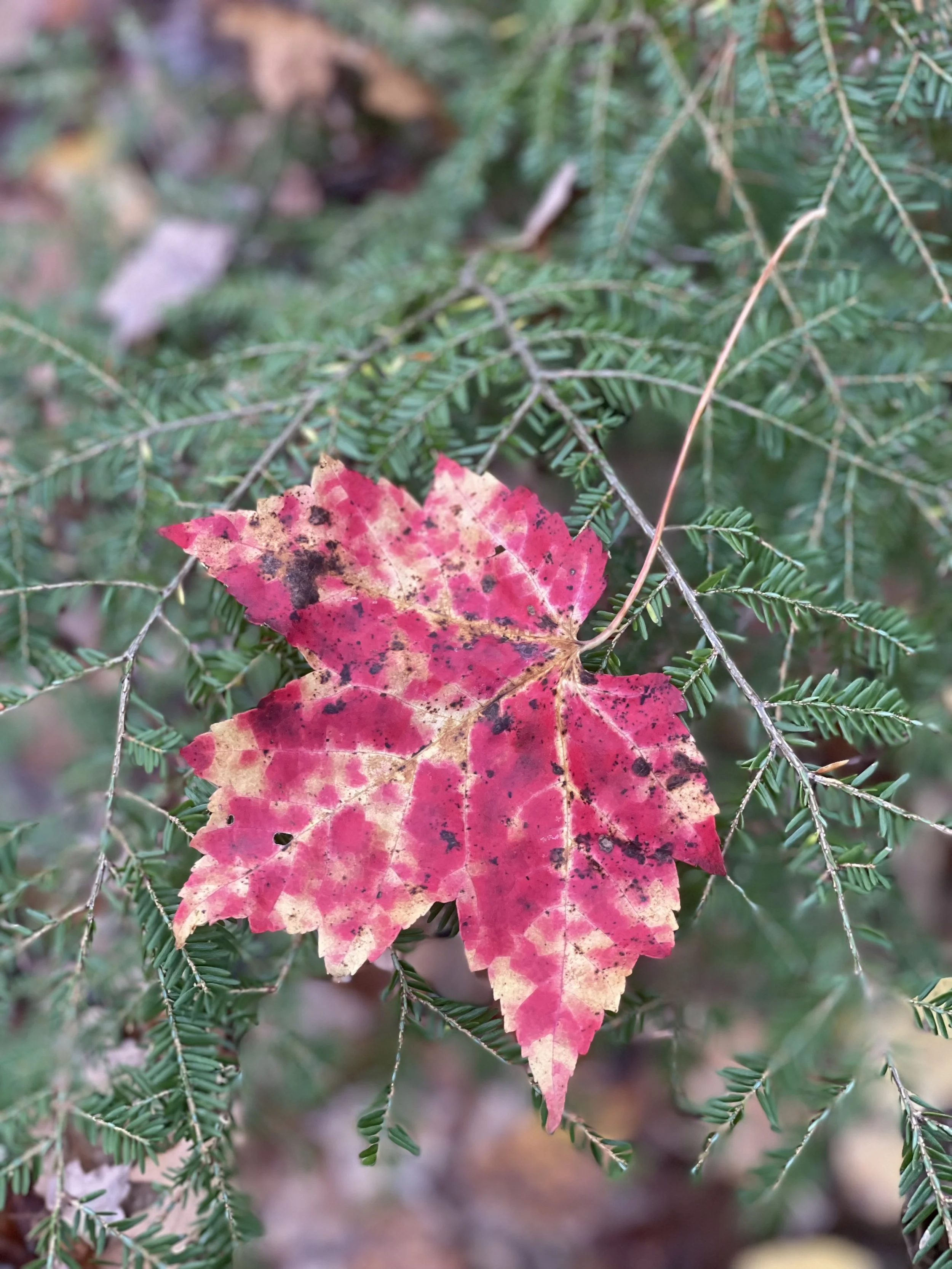 Maple Presentation with Minquansis Sapiel @ Falmouth Memorial Library