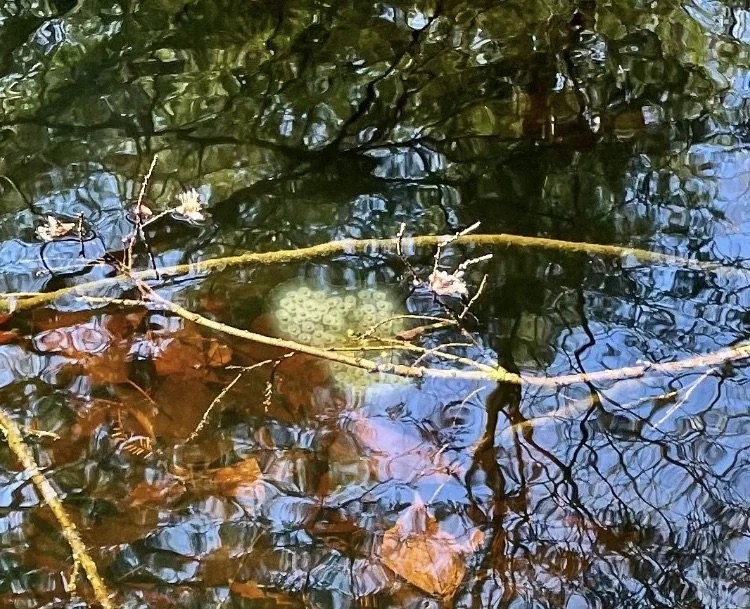 Vernal Pool Exploration @ TBD