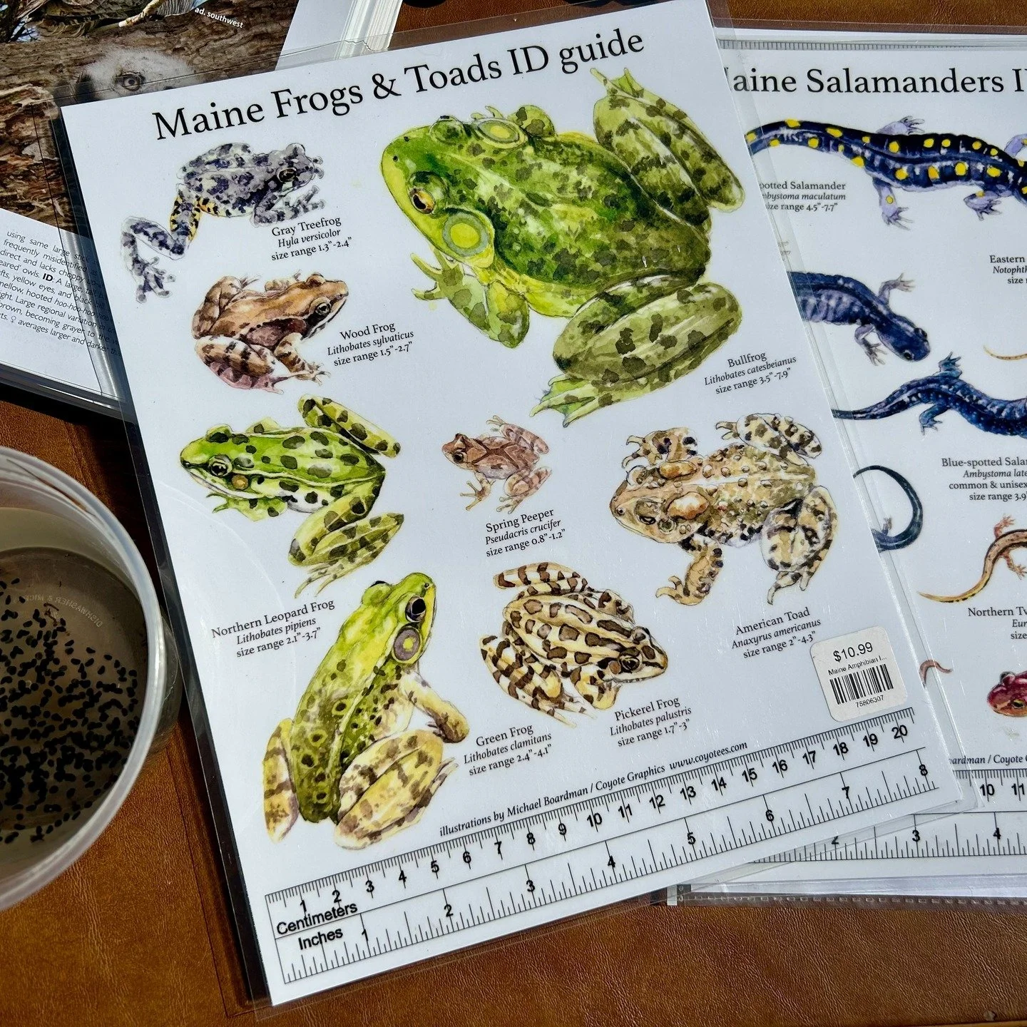 We had such a blast at our vernal pool exploration event the other day! Over 25 people, including lots of curious kids, joined us to look at frog egg masses, learn about frog calls, and view some other critters up close.

Vernal pools are temporary b