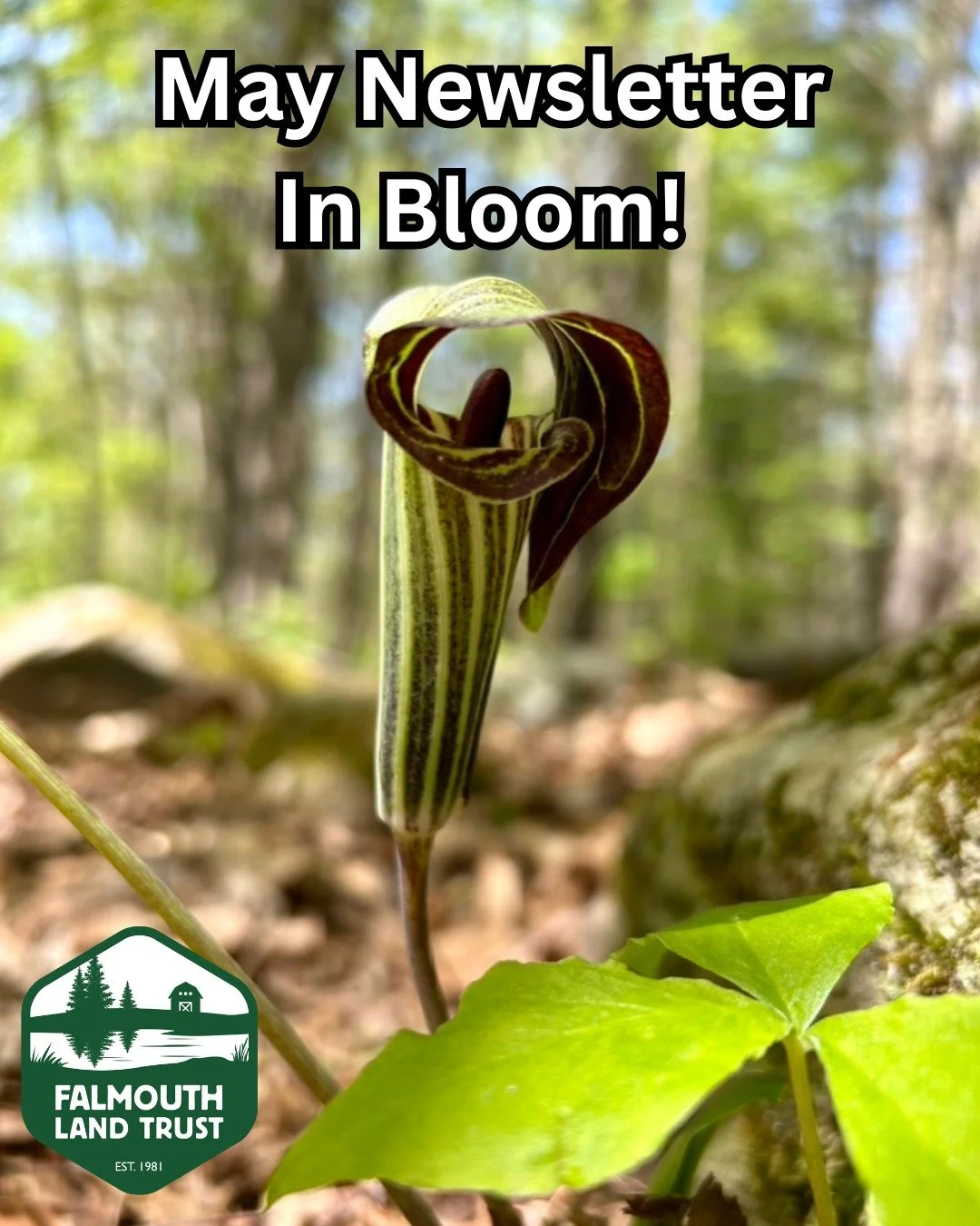 FLT's May newsletter is full of great information about upcoming events, volunteer opportunities, spring wildflowers, a new seasonal staff person, a trail accessibility survey, and more! 

Follow this link to read the newsletter in full: https://mail