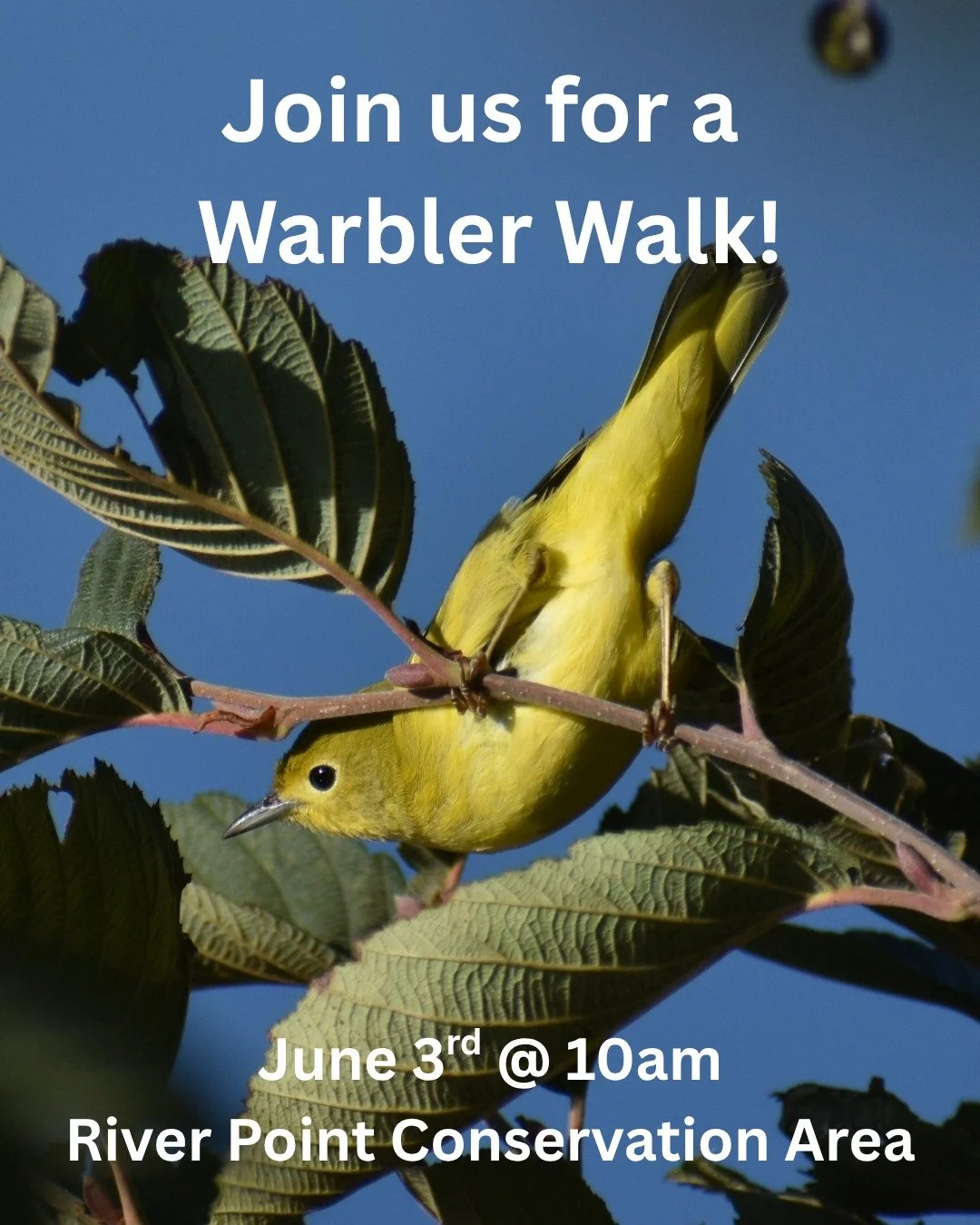Join FLT and local birder Ian Doherty for a warbler walk at 8am on Wednesday, June 3rd at River Point Conservation Area! Spring migration is a great time to see and hear these lovely songbirds. 

The group will meet on the bridge near the big flag po