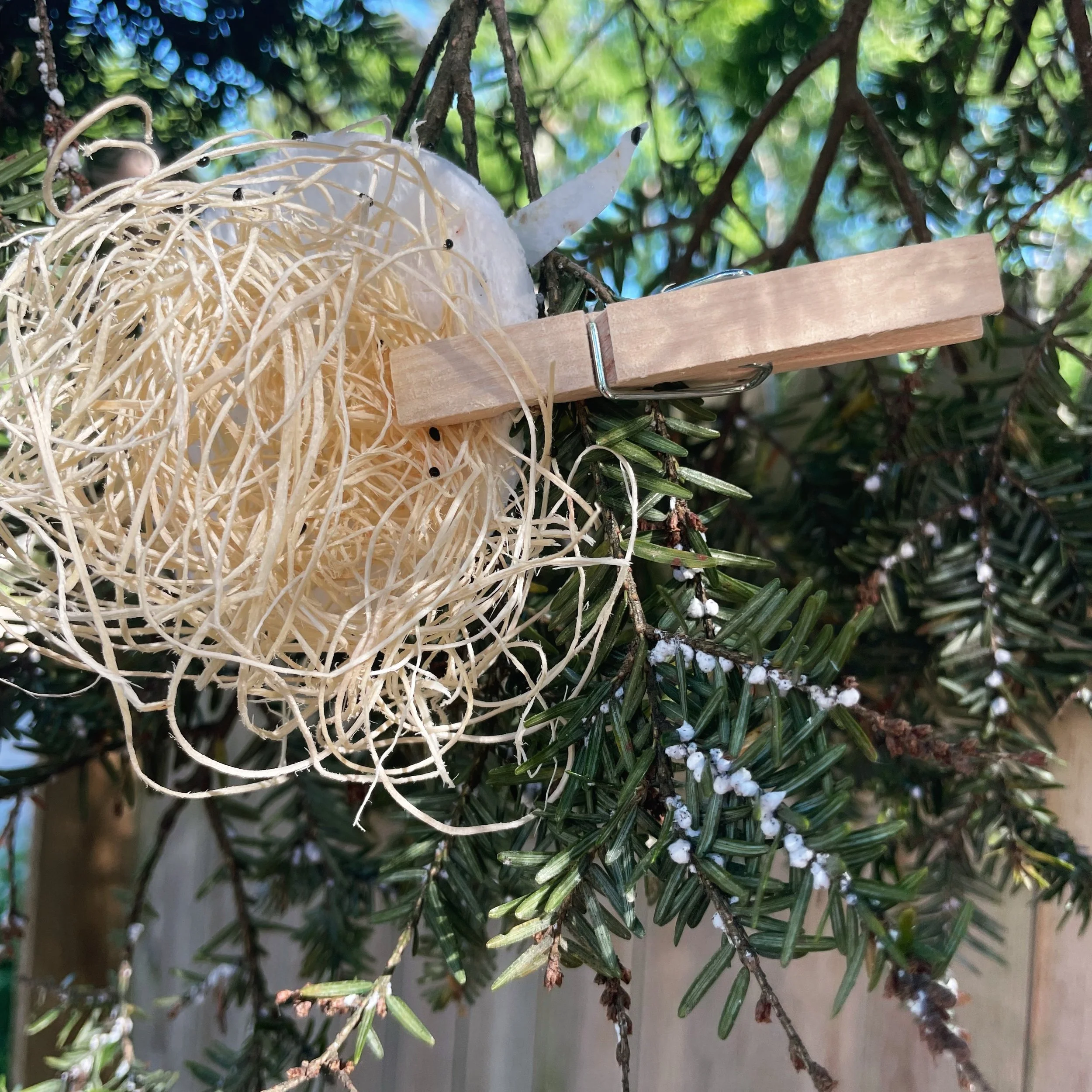 Little bugs trying to make a big difference! 

FLT staff recently released predatory St beetles to prey on Hemlock Woolly Adelgid, an invasive aphid-like insect that feeds on hemlock trees. HWA are easily recognized by the white woolly substance they